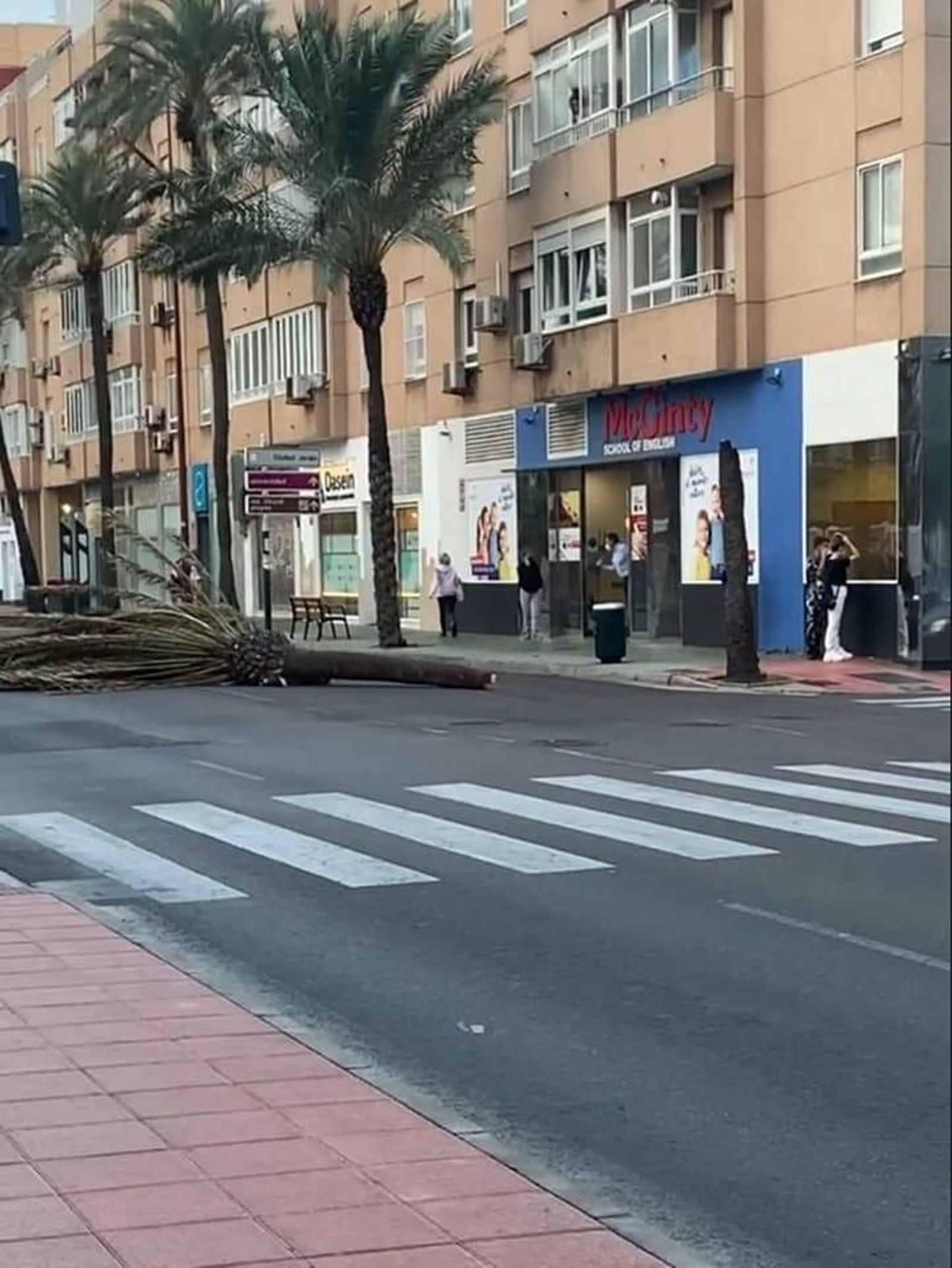 Otra palmera cayó sobre la avenida de Cabo de Gata hace escasamente un mes