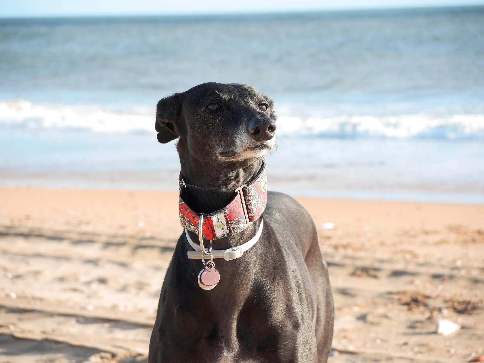 1. La veterinaria María del Mar Bellerín, responsable de Fauna, pasa el lector de microchip a un perro en su consulta. 2. Impreso del Registro Andaluz de Identificación Animal que certifica el censo de una mascota. 3. Preparación de la documentación para el registro, entre la que también se facilita a los propietarios el pasaporte europeo para la identificación y el transporte de los animales.