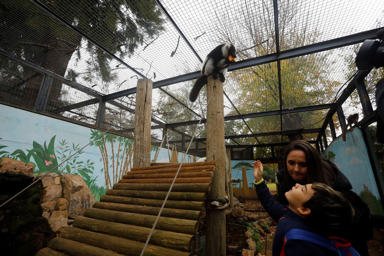 Así son las Aulas Específicas del Zoo de Córdoba en las que niños interactúan con lemures, en imágenes