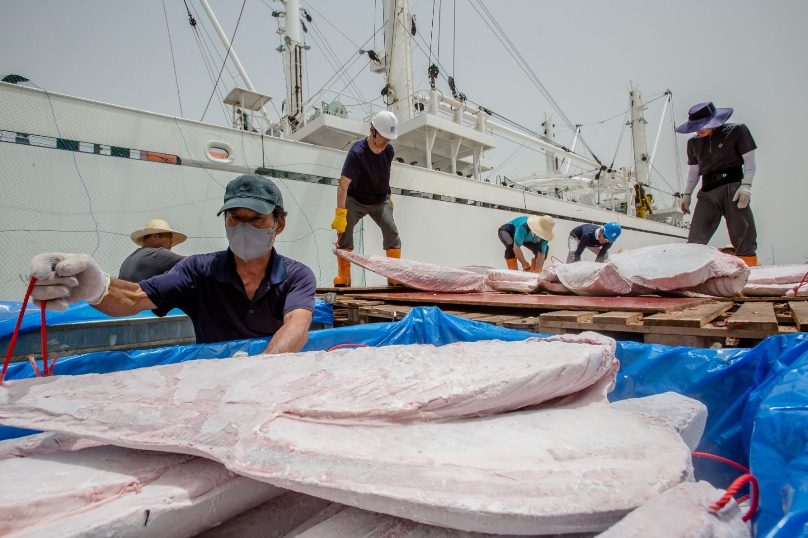 Petaca descarga cinco toneladas de atún de la almadraba de Barbate en la Zona Franca