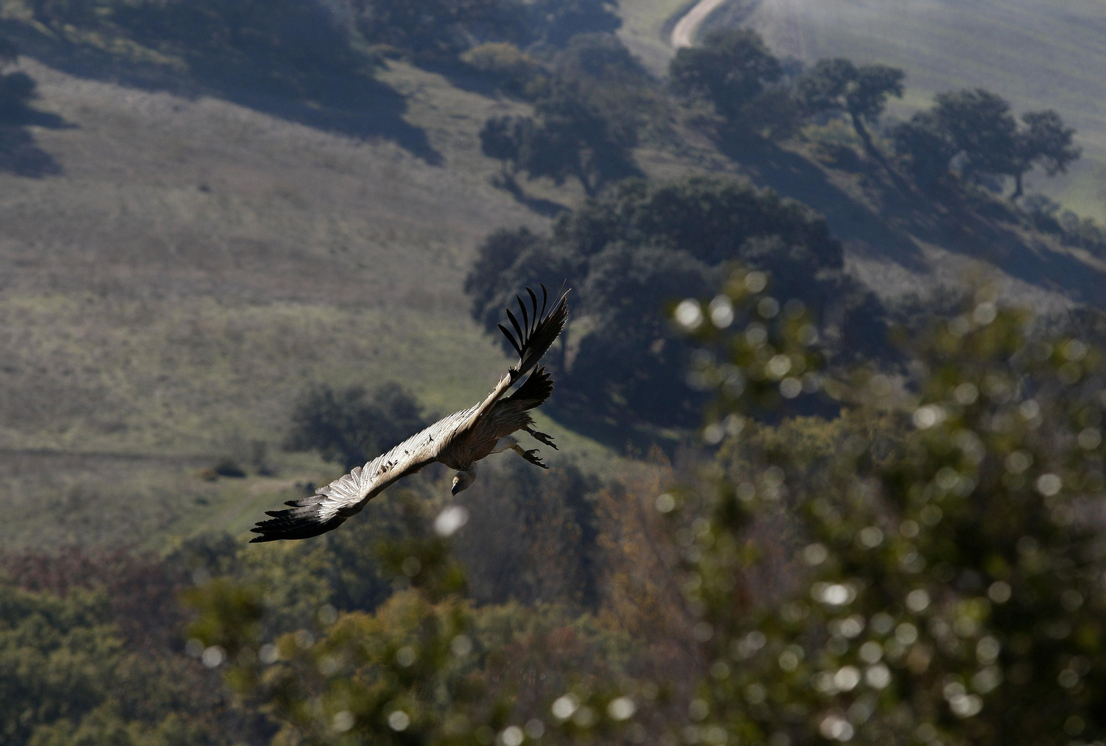 Un buitre leonado en Málaga.