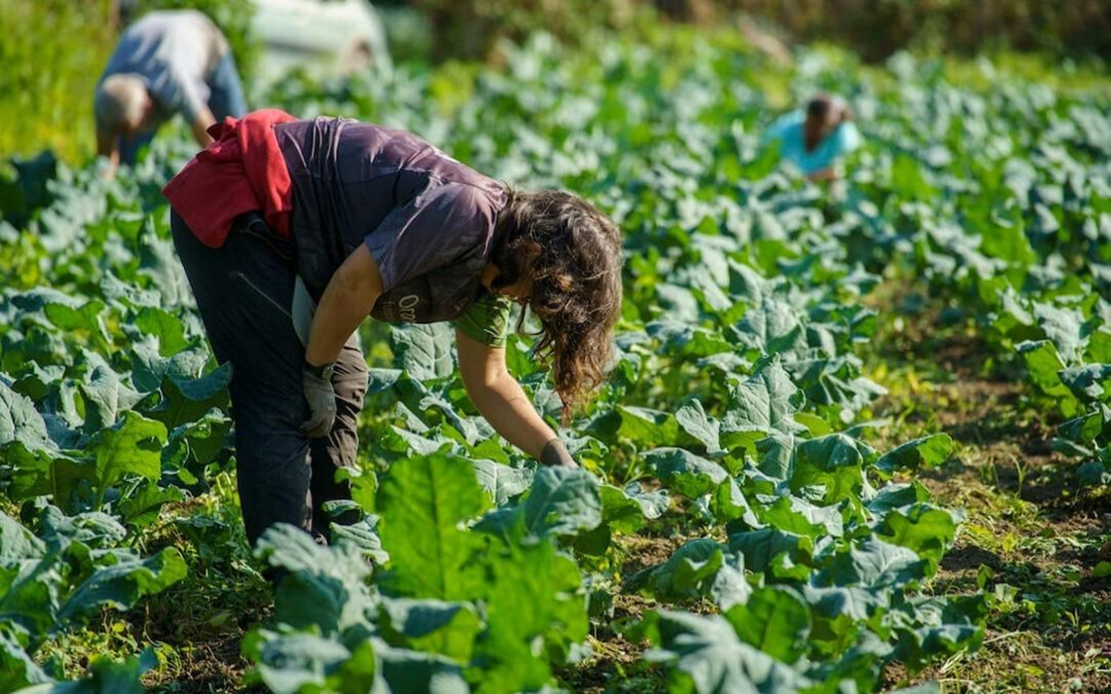 Cultivos en producción ecológica.