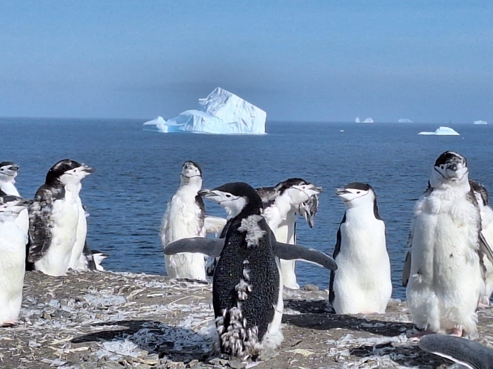 Pingüinera en la Antá (16696076)