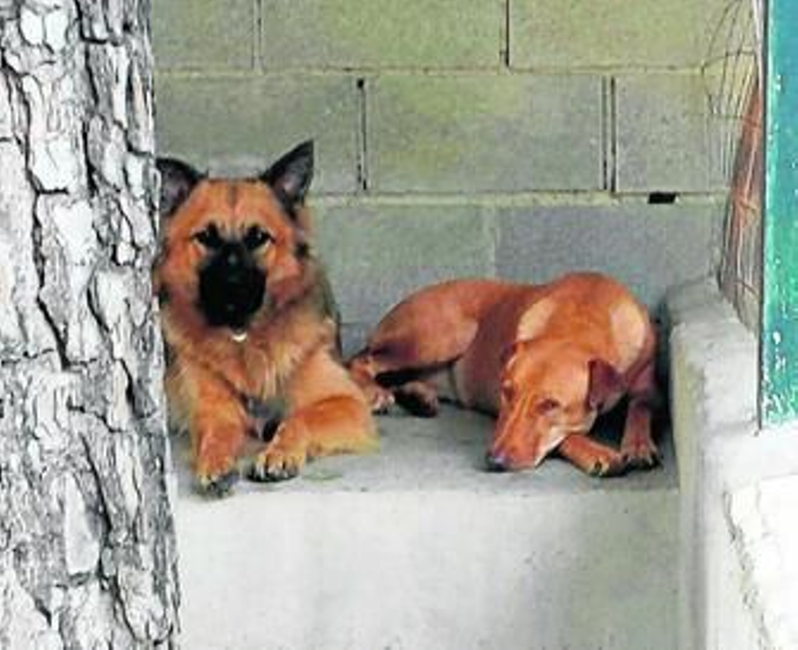 Perros en el albergue del Arca de Noé.