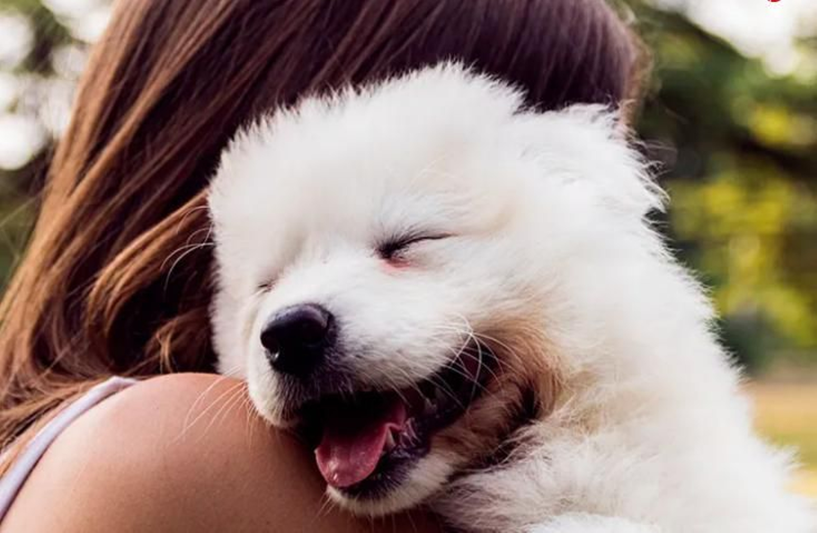 ¿Crees que tu perro te quiere o solo le interesa la comida? este estudio lo comprueba