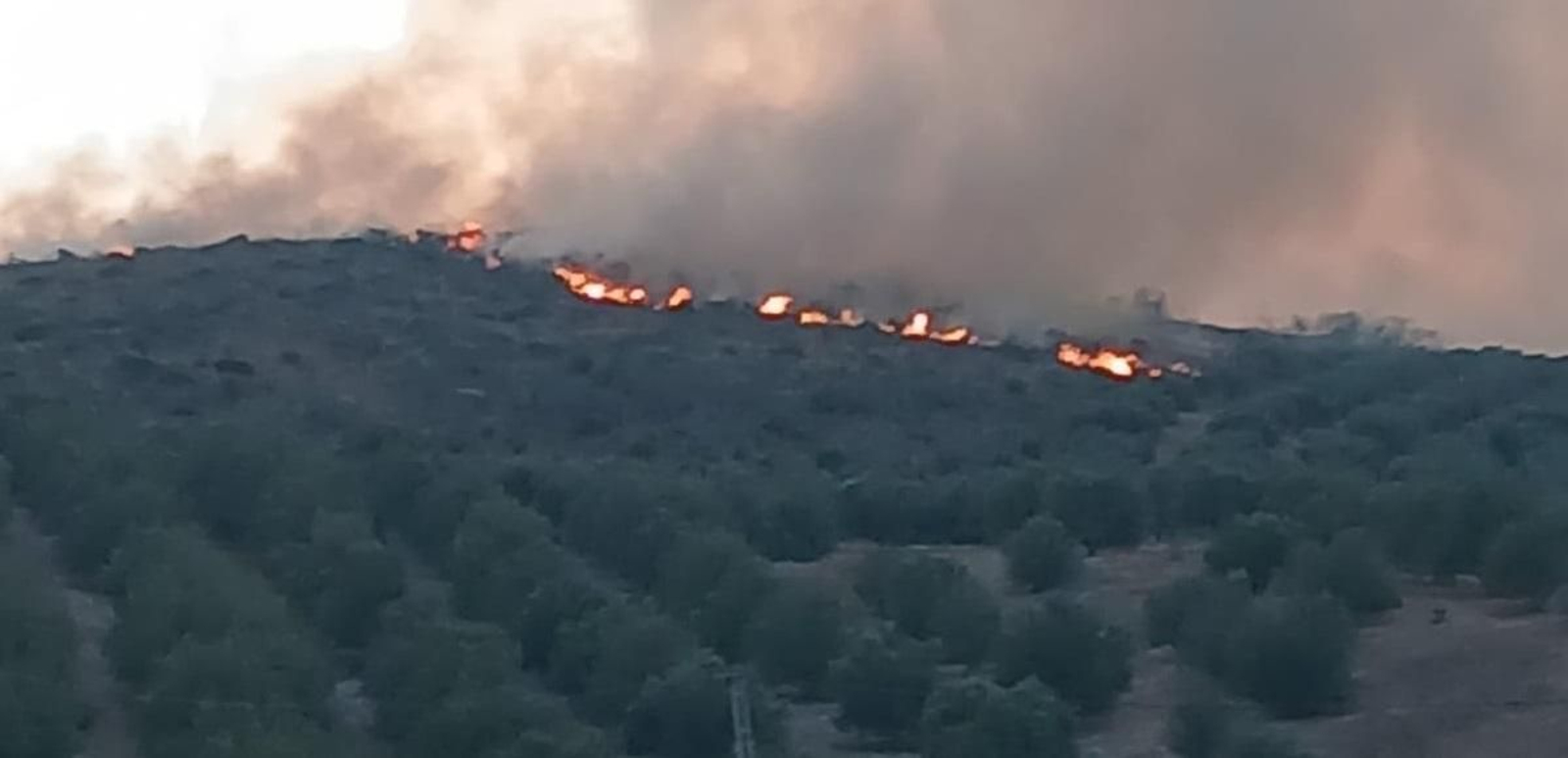 El incendio declarado este sábado en Alcaucín.