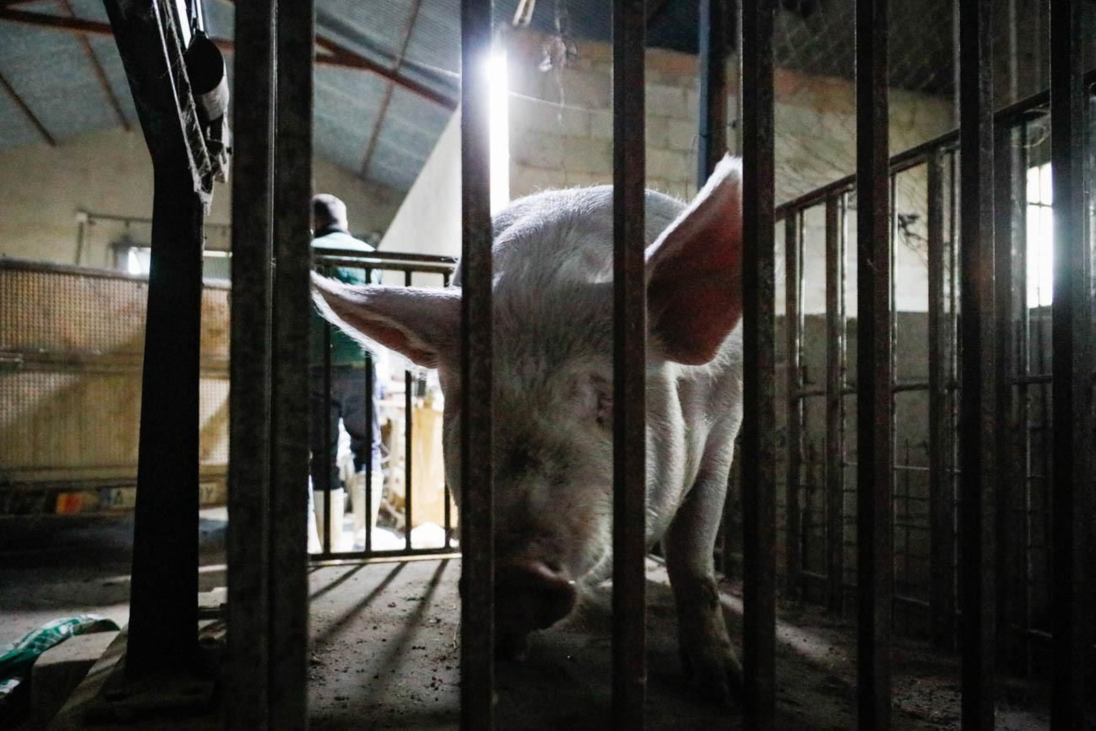 Te contamos en imágenes como son las matanzas en Chirivel