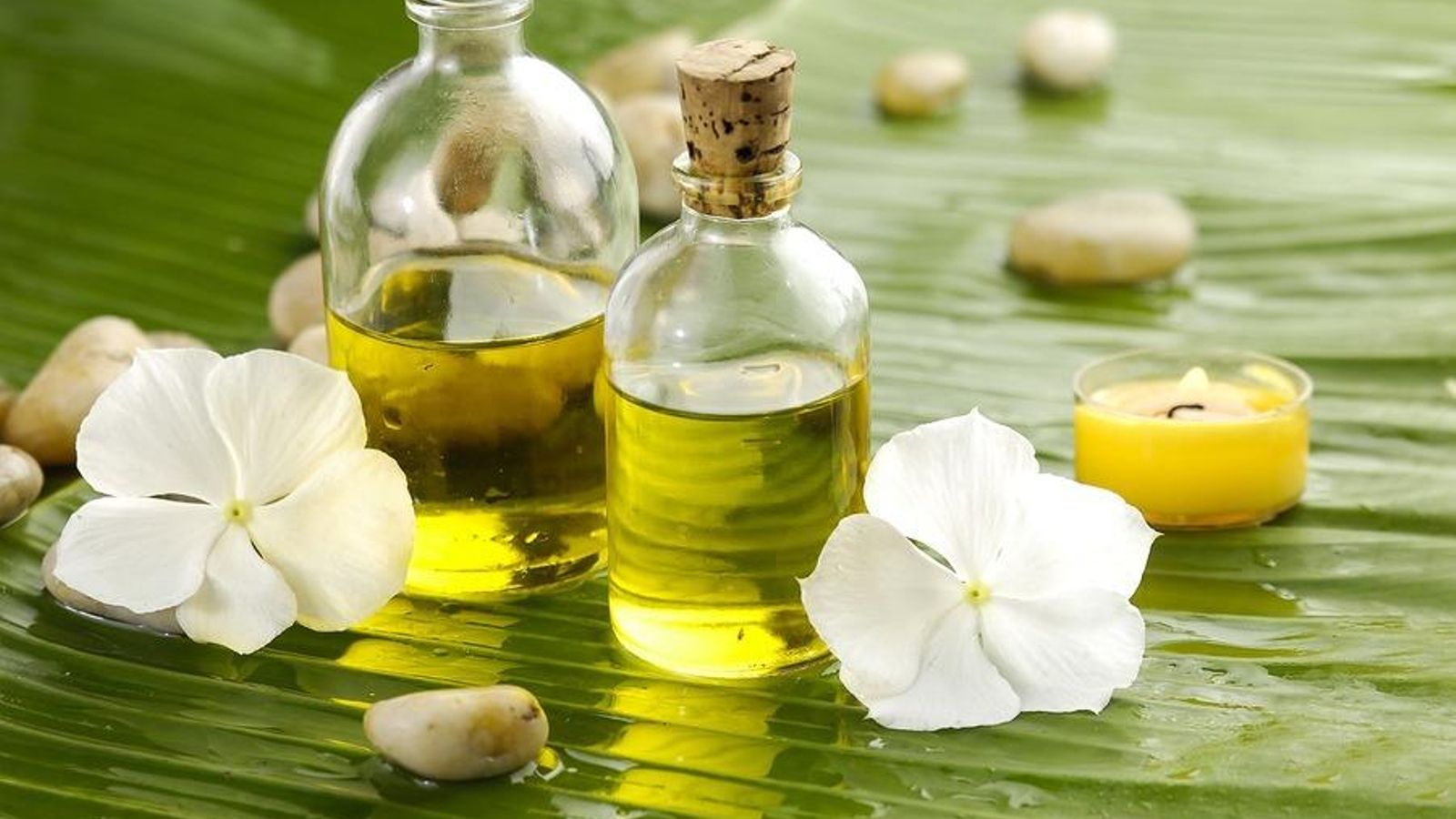 aceite-de-calofilo-usos-propiedades-y-beneficios-calofilo