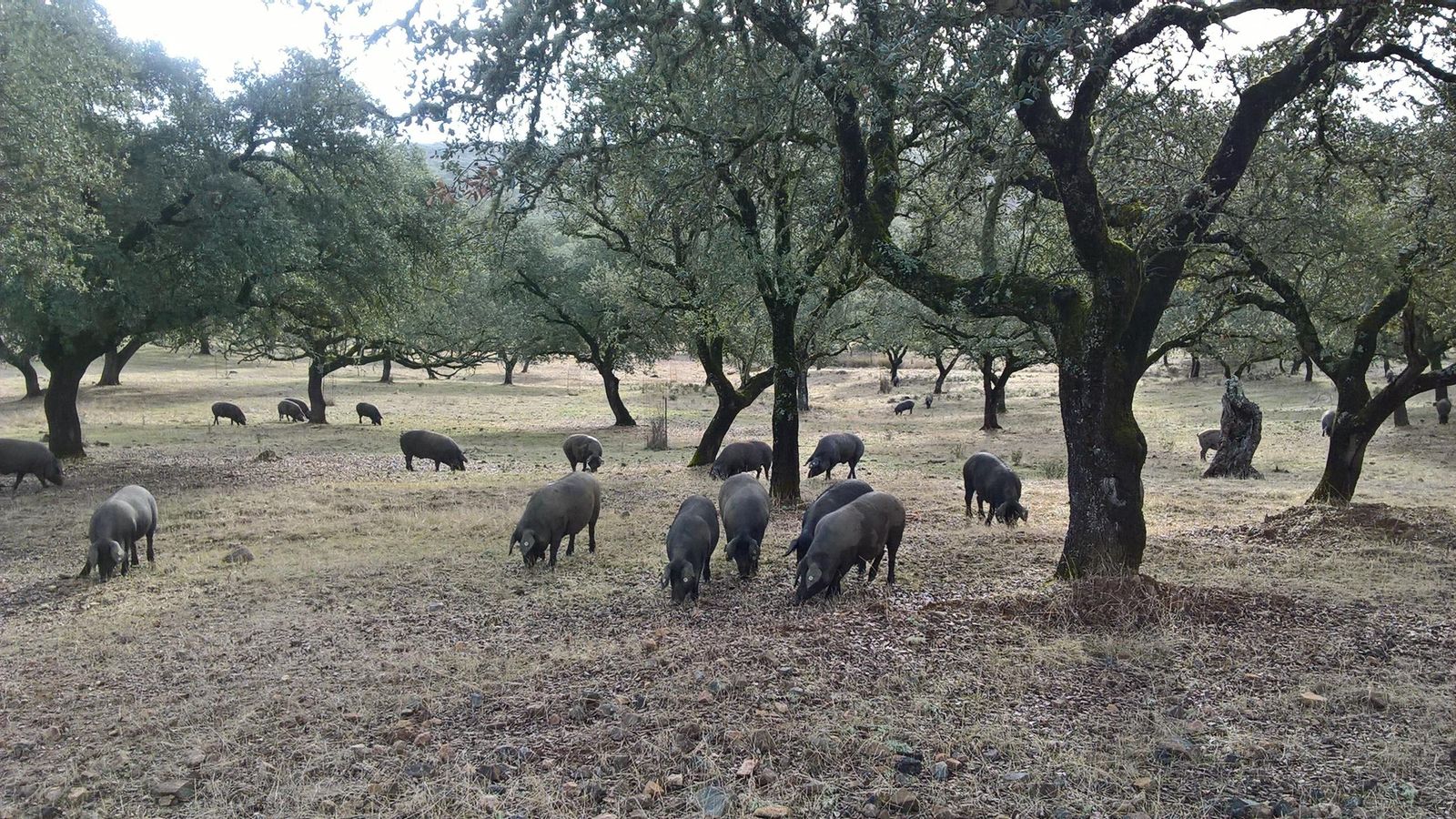 Cerdos dentro de la Finca Berrocal.