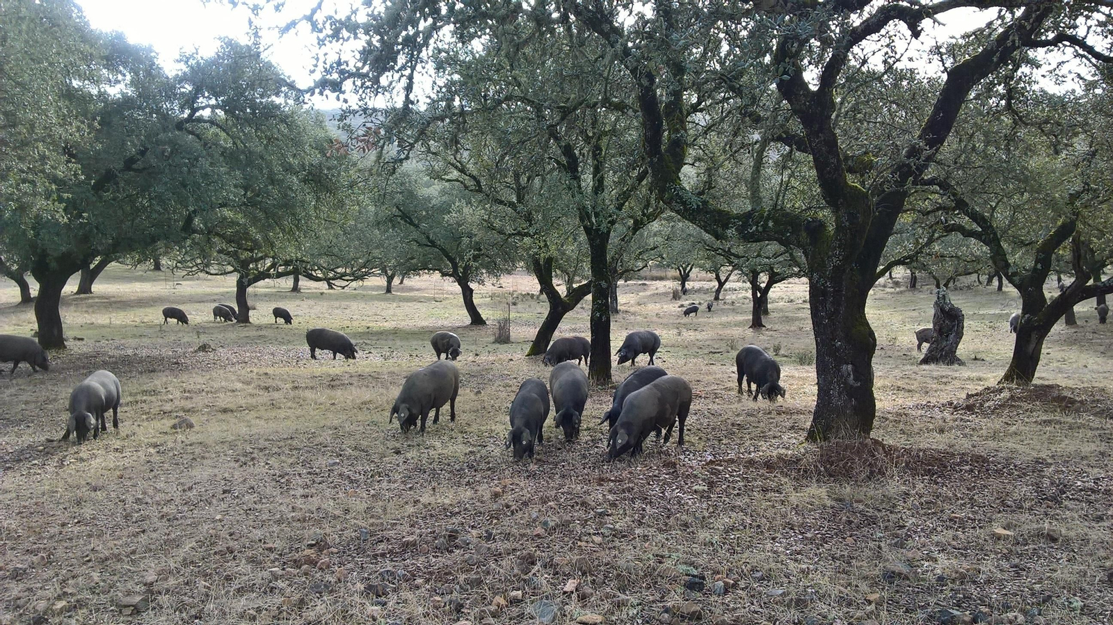 Almadén de la Plata: Ruta de la finca del Berrocal y Cerro del Calvario