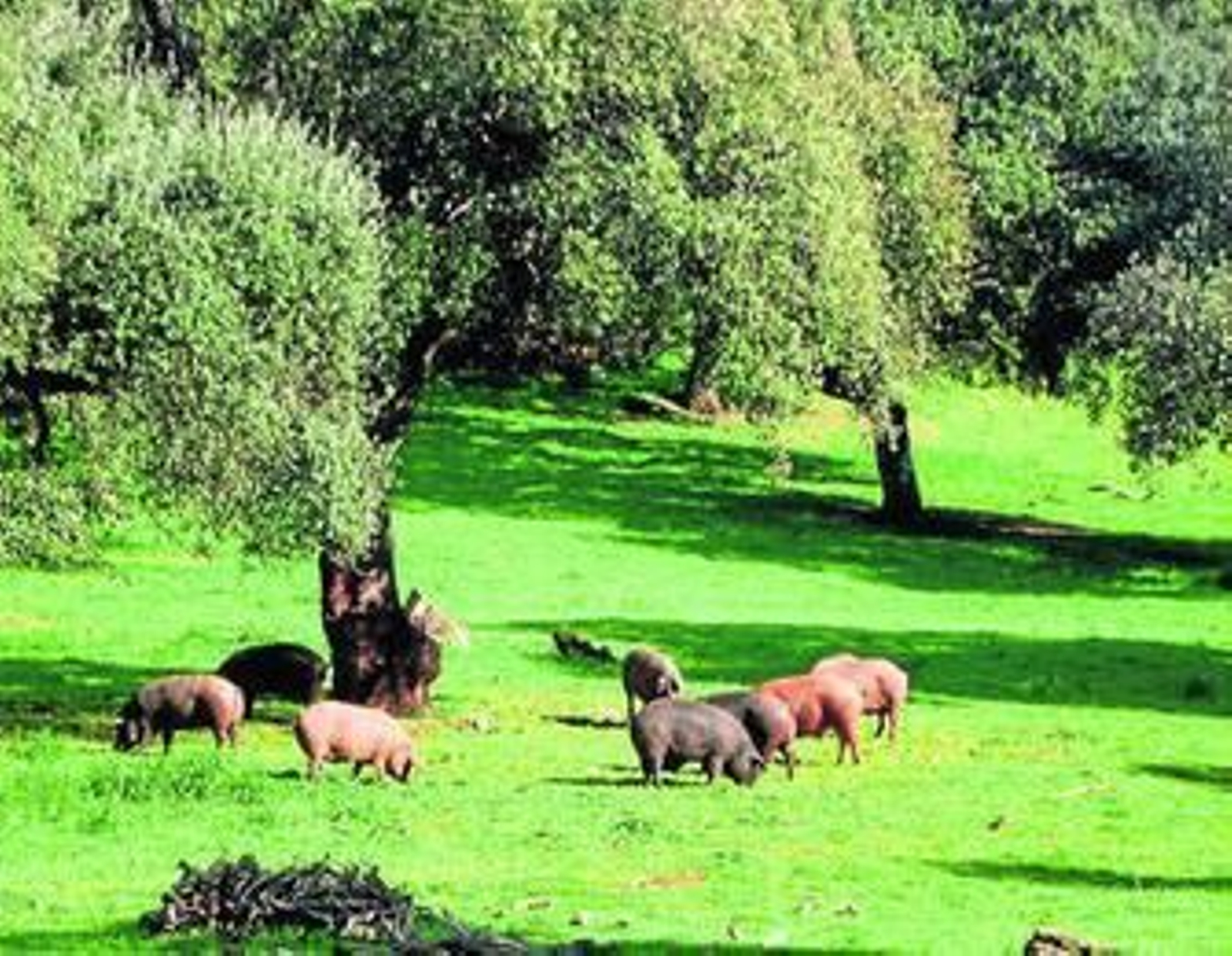 Cerdos de raza ibérica, en las dehesas onubenses.