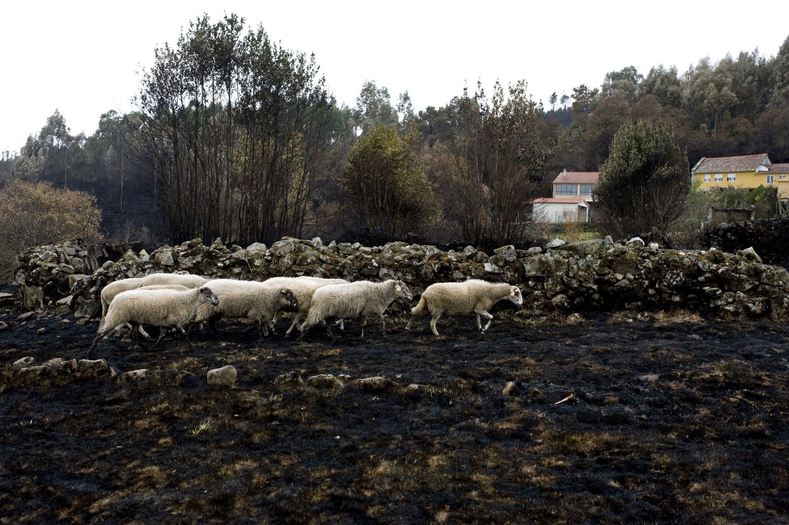 Un rebaño de ovejas pasea sobre el paisaje totalmente calcinado en la localidad orensana de Moces.