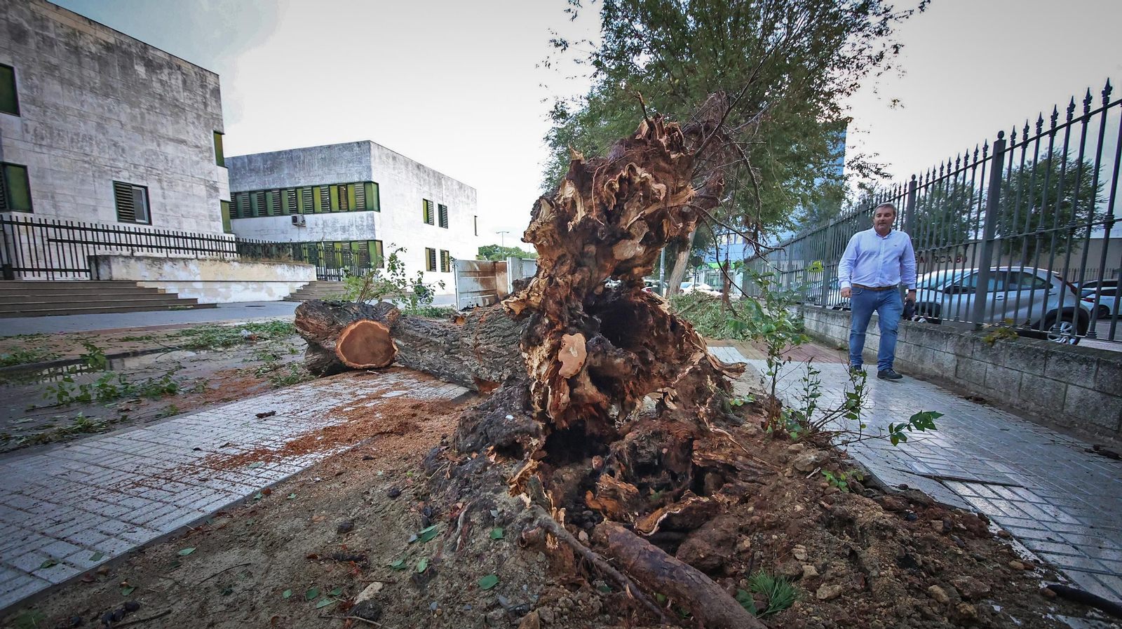 Así está Jerez tras el paso de 'Bernard'