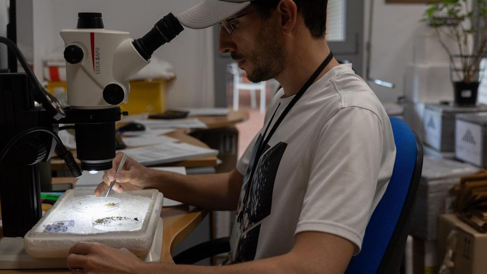 Recuento de mosquitos transmisores del virus del Nilo en CSIC. Recuento de mosquitos transmisores del virus del Nilo en CSIC.
