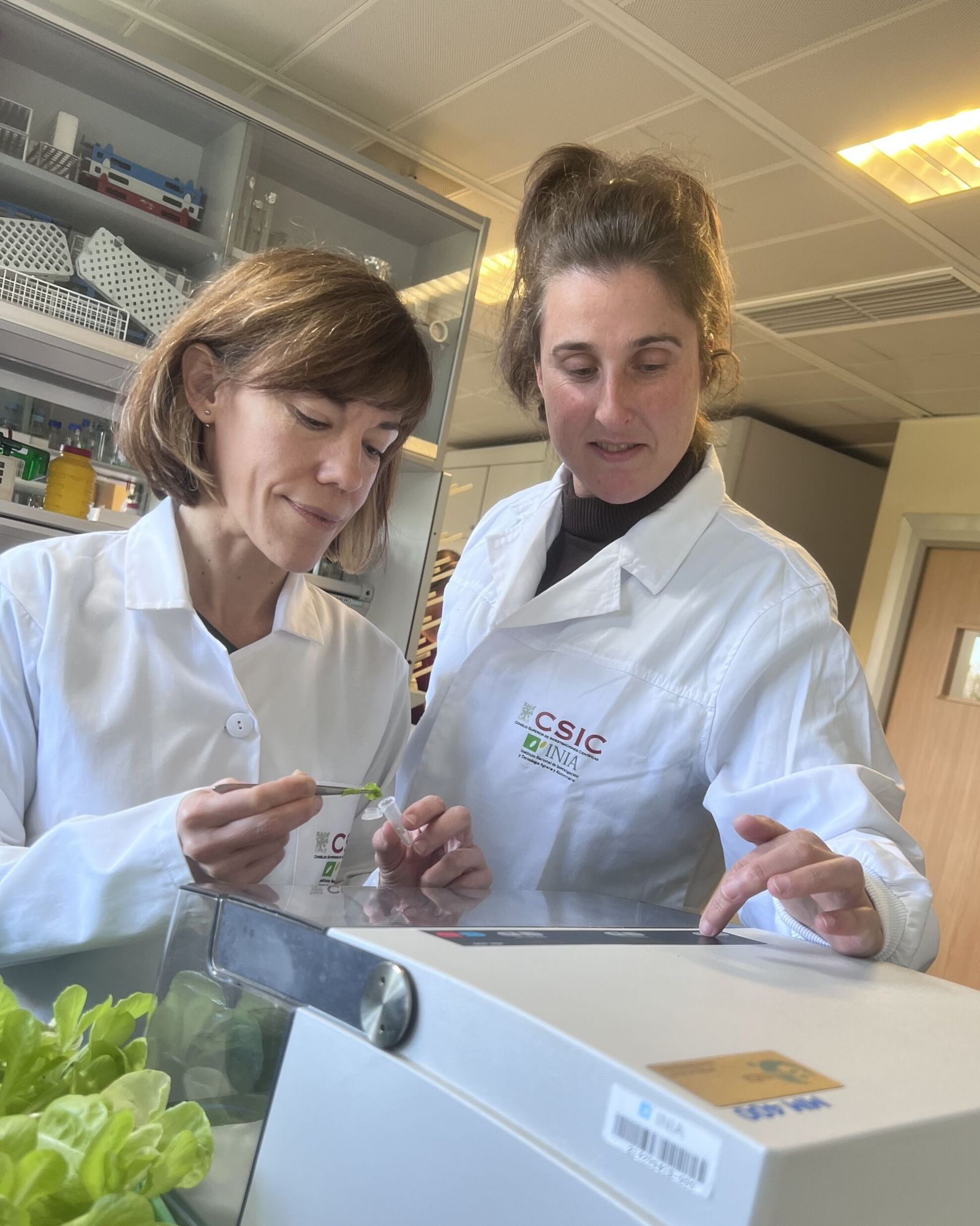 La sanidad vegetal es uno de los pilares fundamentales para una agricultura eficiente, sostenible y resiliente.