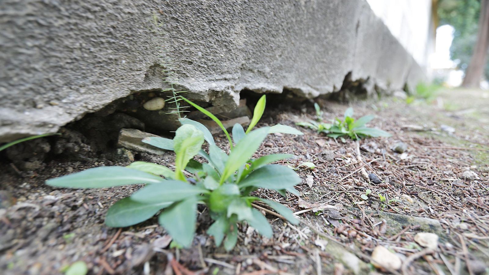 Detalle del desplazamiento del terreno en la parte exterior más cercana al Cabezo.