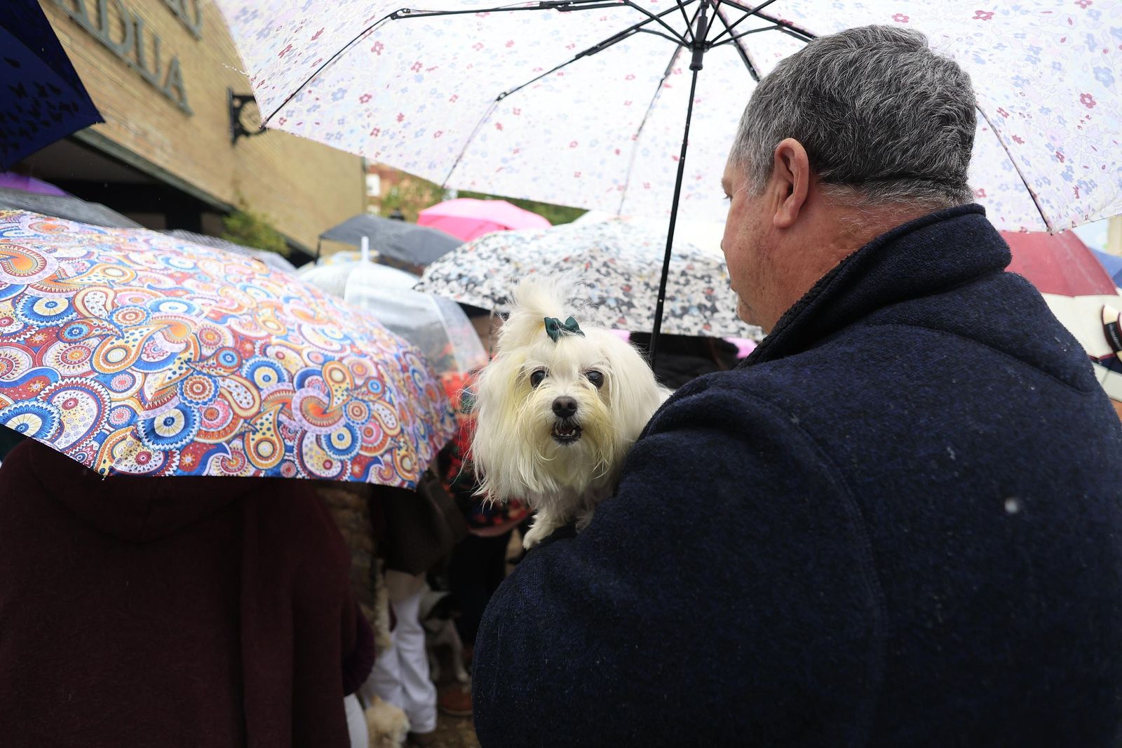 Las fotografías de la bendición de las mascotas por San Antón 2026