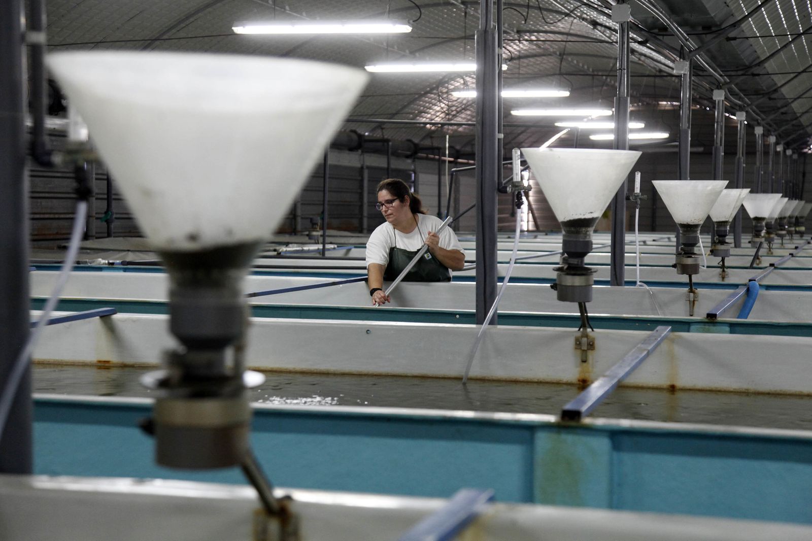 Una operaria, entre los estanques utilizados para la producción de dorada y lubina, en Huelva.
