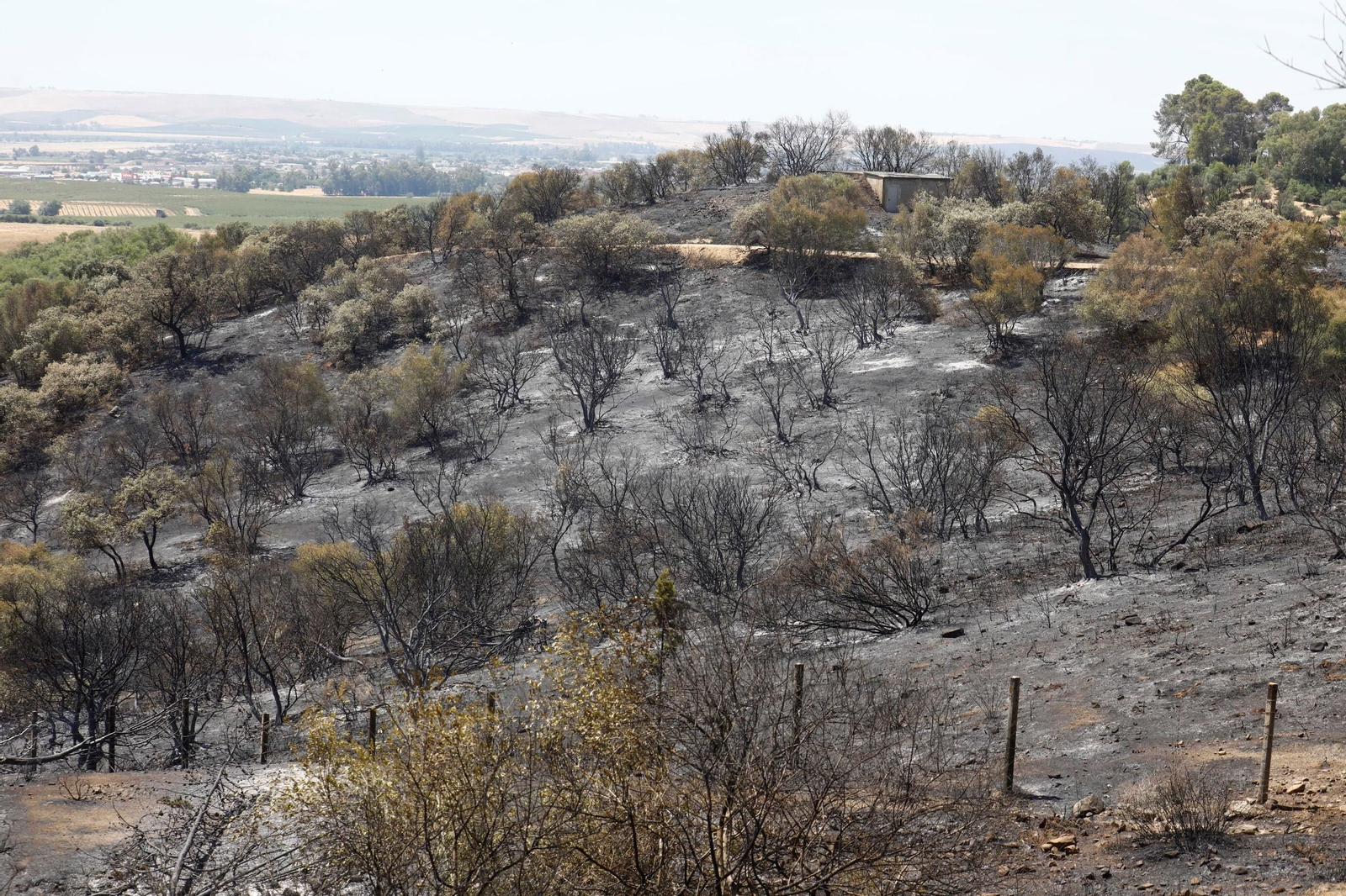 Zona cero del incendio de la Sierra de Córdoba