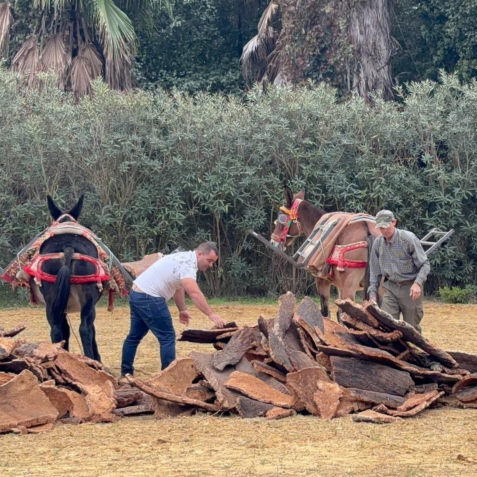 Día del Caballo, en Castellar.