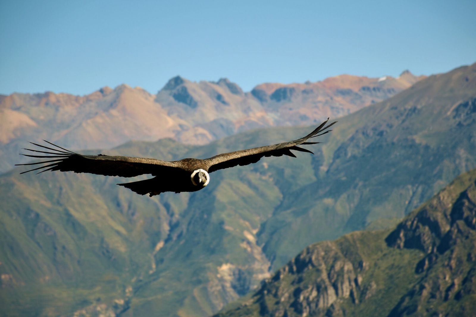 Un cóndor en vuelo