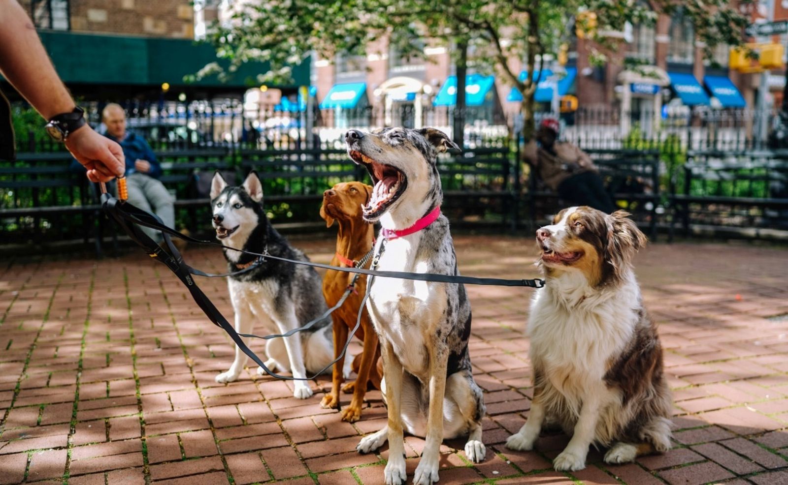 Llíria gasta casi 8.000 euros en un concierto para perros