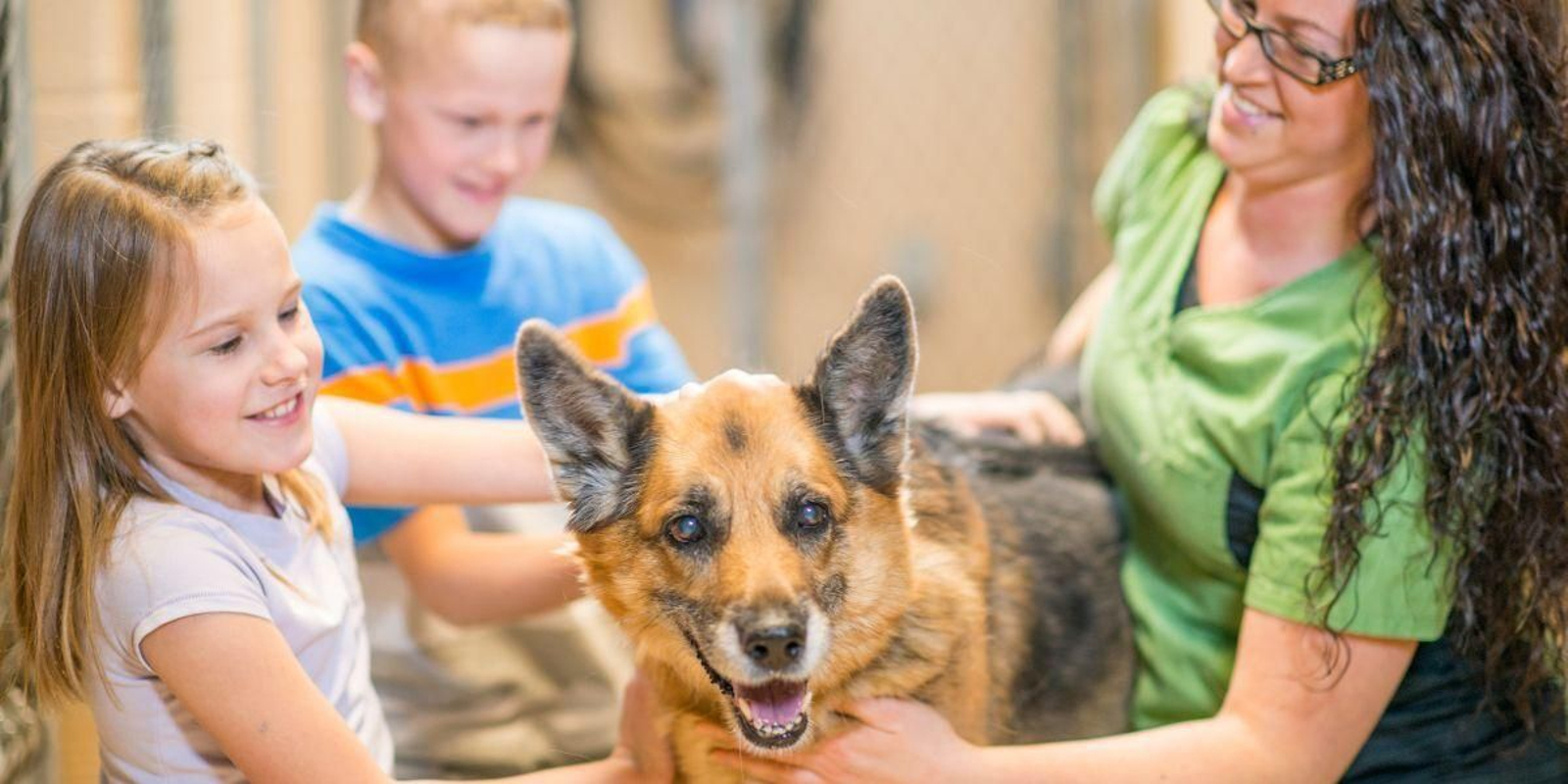 Razas de perro que más se adoptan en España