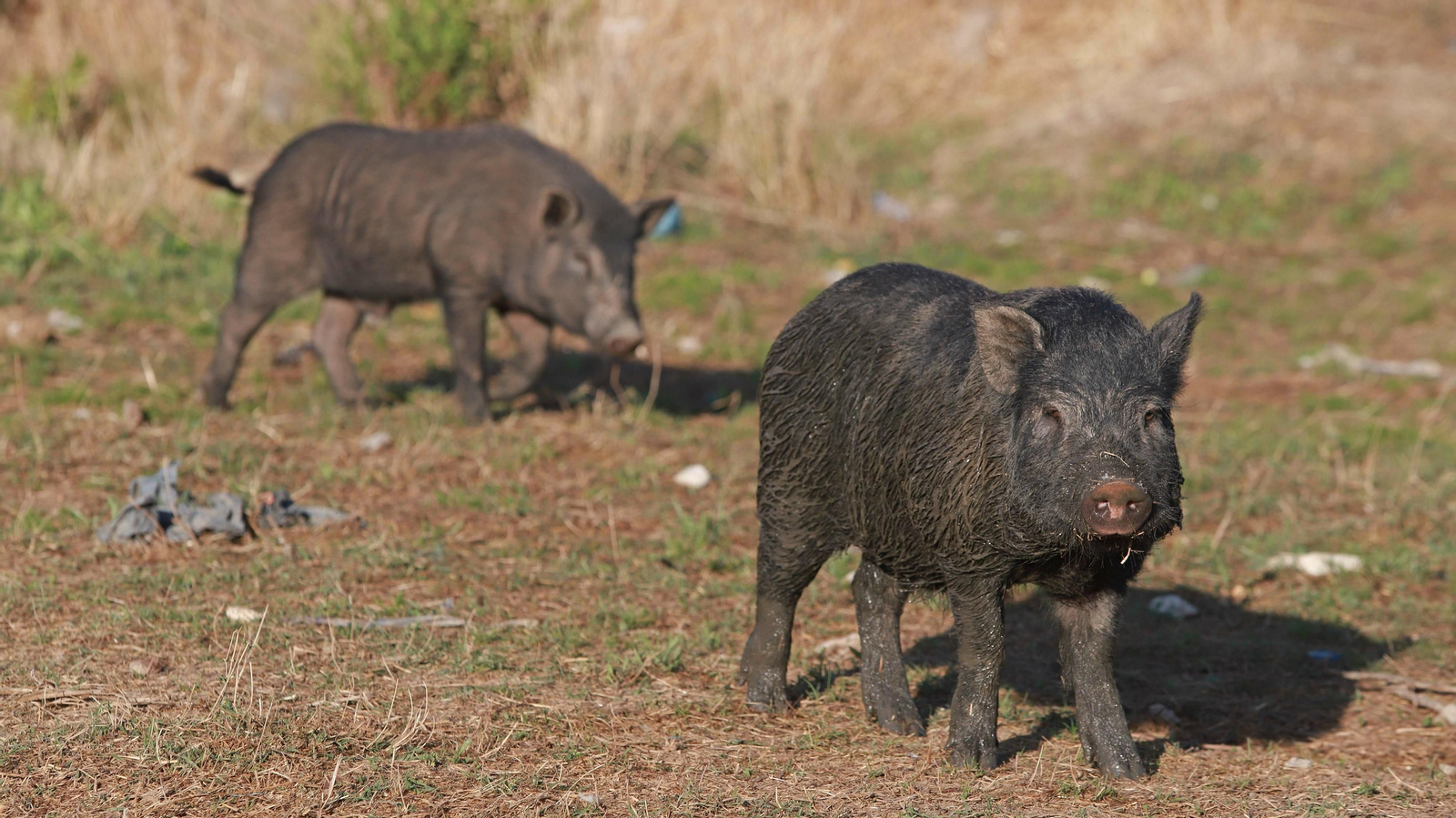 Cerdos vietnamitas en la barriada de Los Pastores