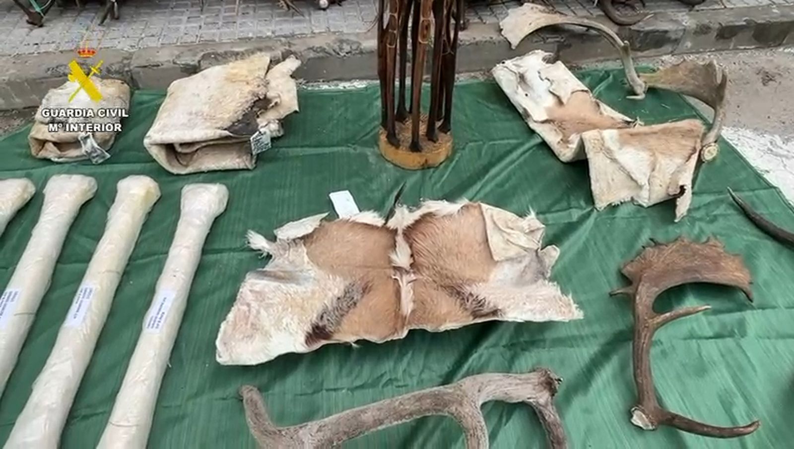 Piezas de animales protegidos incautadas por la Guardia Civil de Cádiz