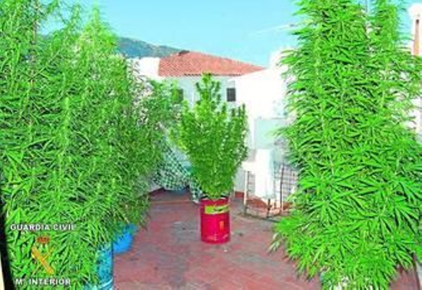 Algunas de las plantas de marihuana incautadas el año pasado por la Guardia Civil de Córdoba.
