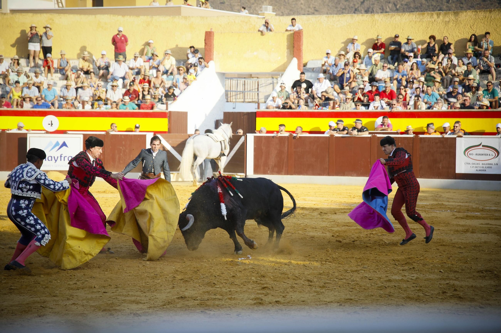 Corrida de toros Berja con un toro indultado, en imágenes
