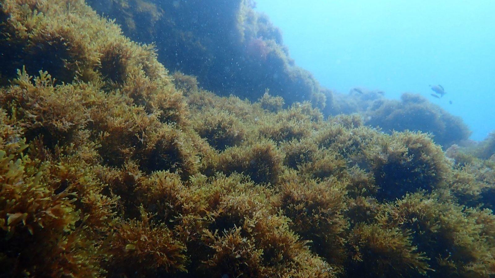 Alga invasora en el fondo marino.