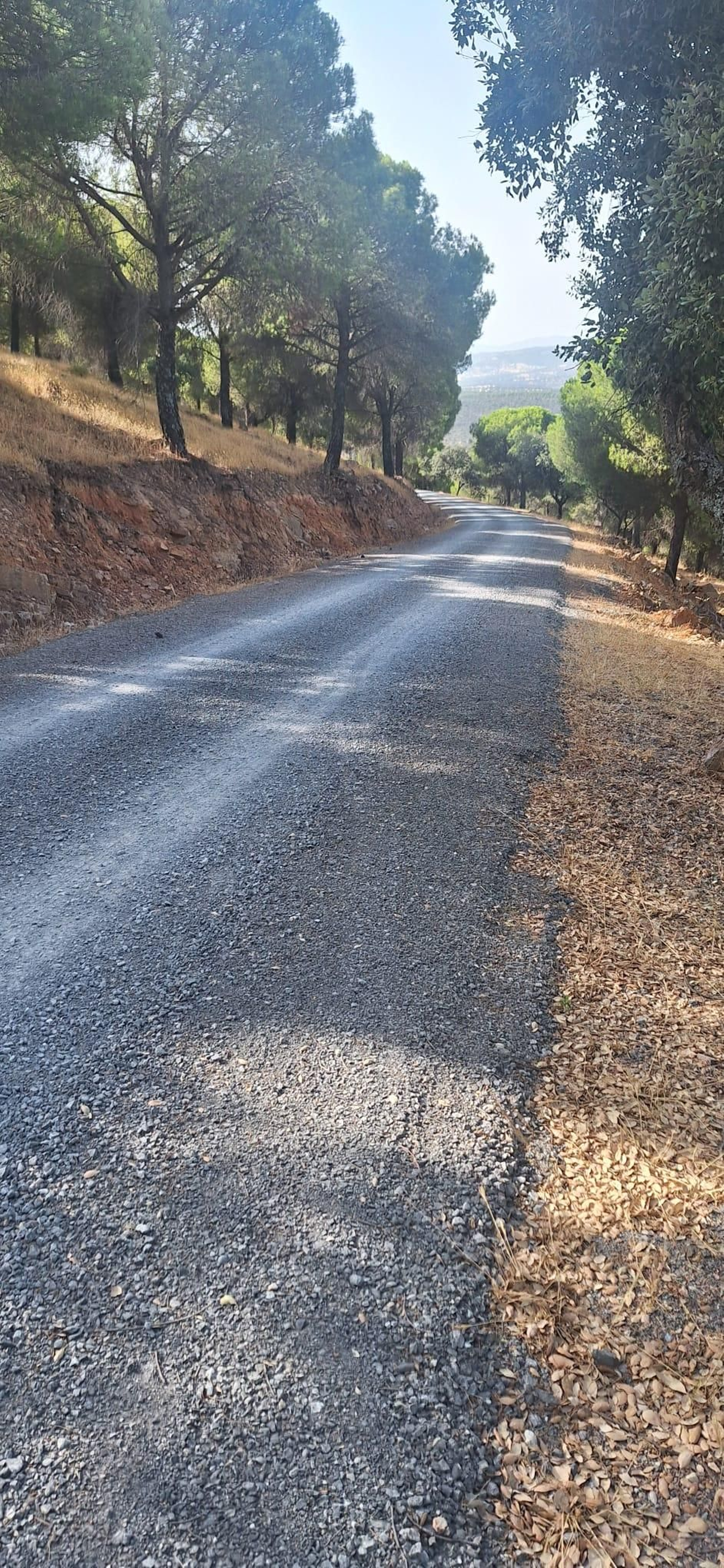 Camino forestal de Espiel