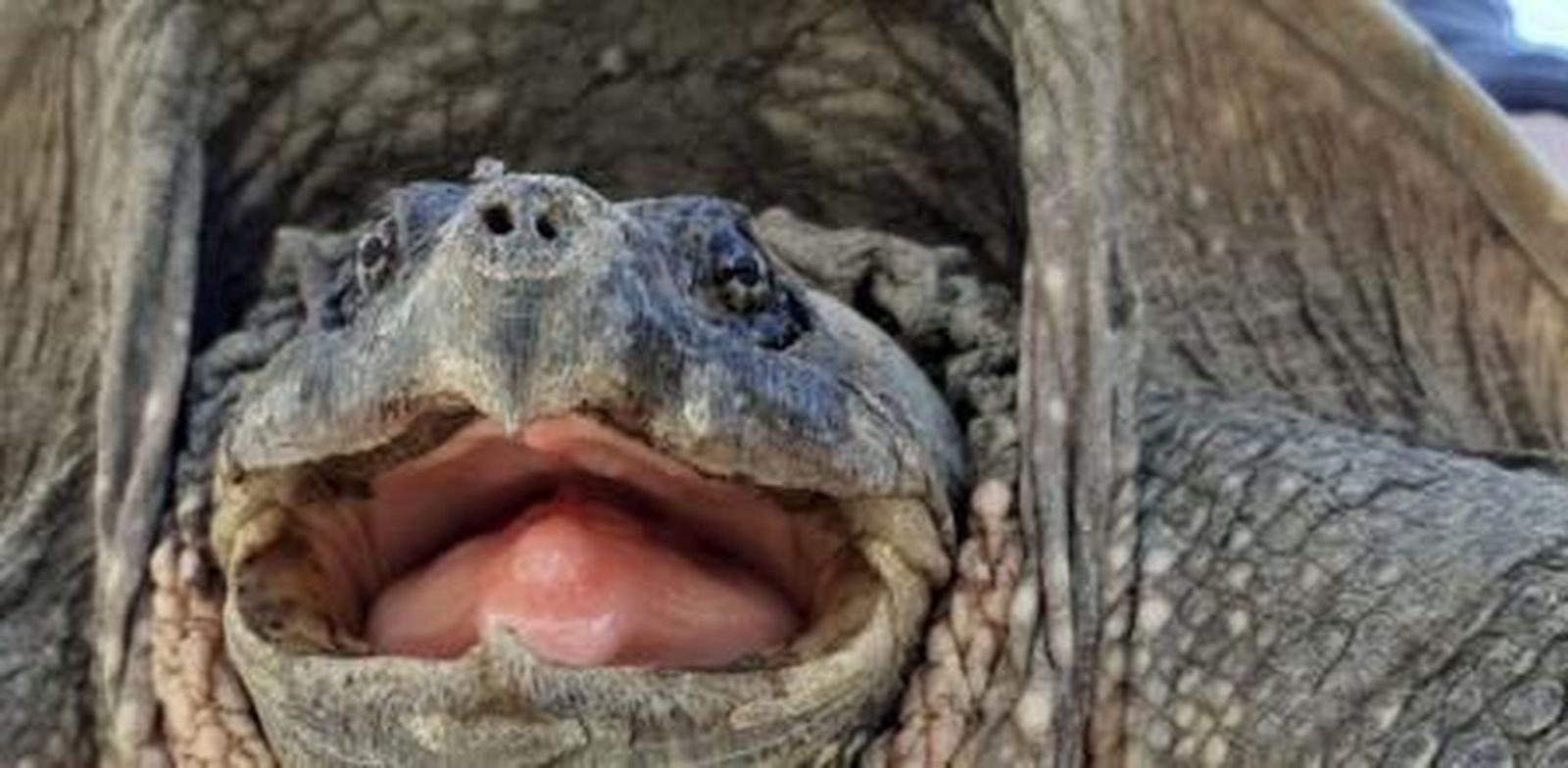 Encuentran en Andalucía una tortuga mordedora peligrosa