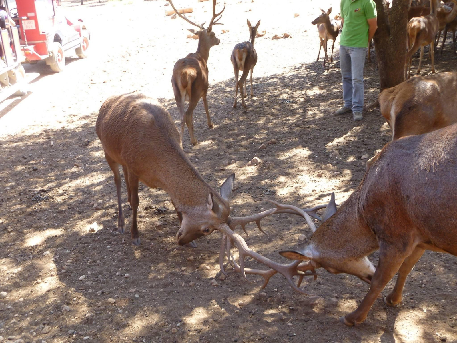 La berrea, evento del año en el parque natural.