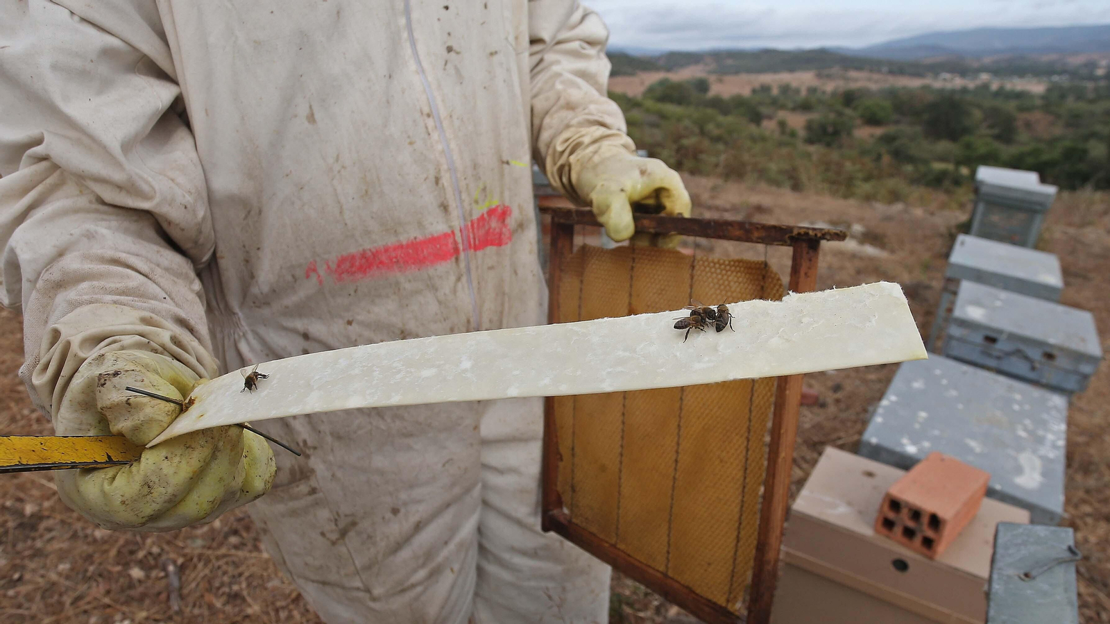El arte de la apicultura en Los Barrios