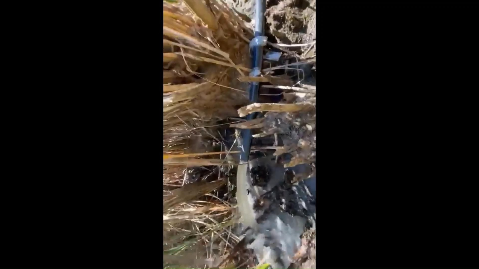 El Seprona investiga un vertido de aguas residuales en el lago de la Encantada de la urbanización de Las Jaras de Córdoba El Seprona investiga un vertido de aguas residuales en el lago de la Encantada de la urbanización de Las Jaras de Córdoba