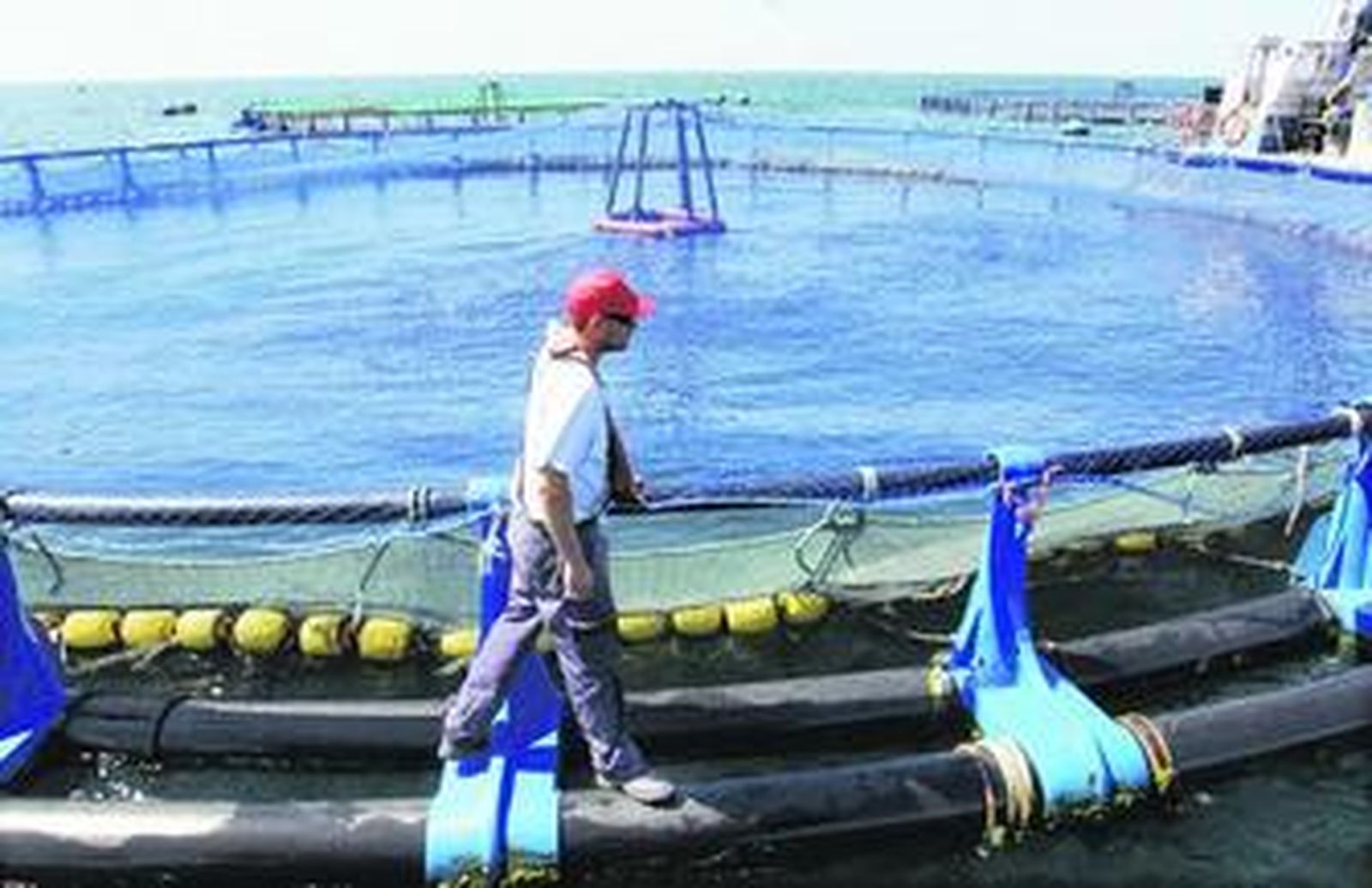 Un operario revisando una de las piscifactorías de lubinas ubicadas frente a las playas de El Palo.