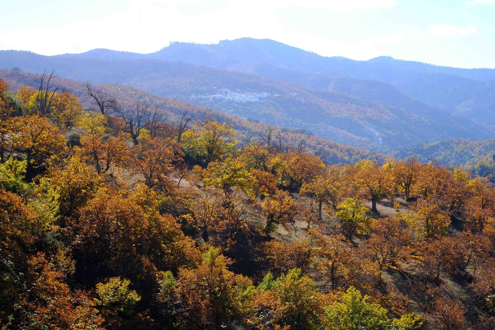 El Bosque de Cobre, en imágenes