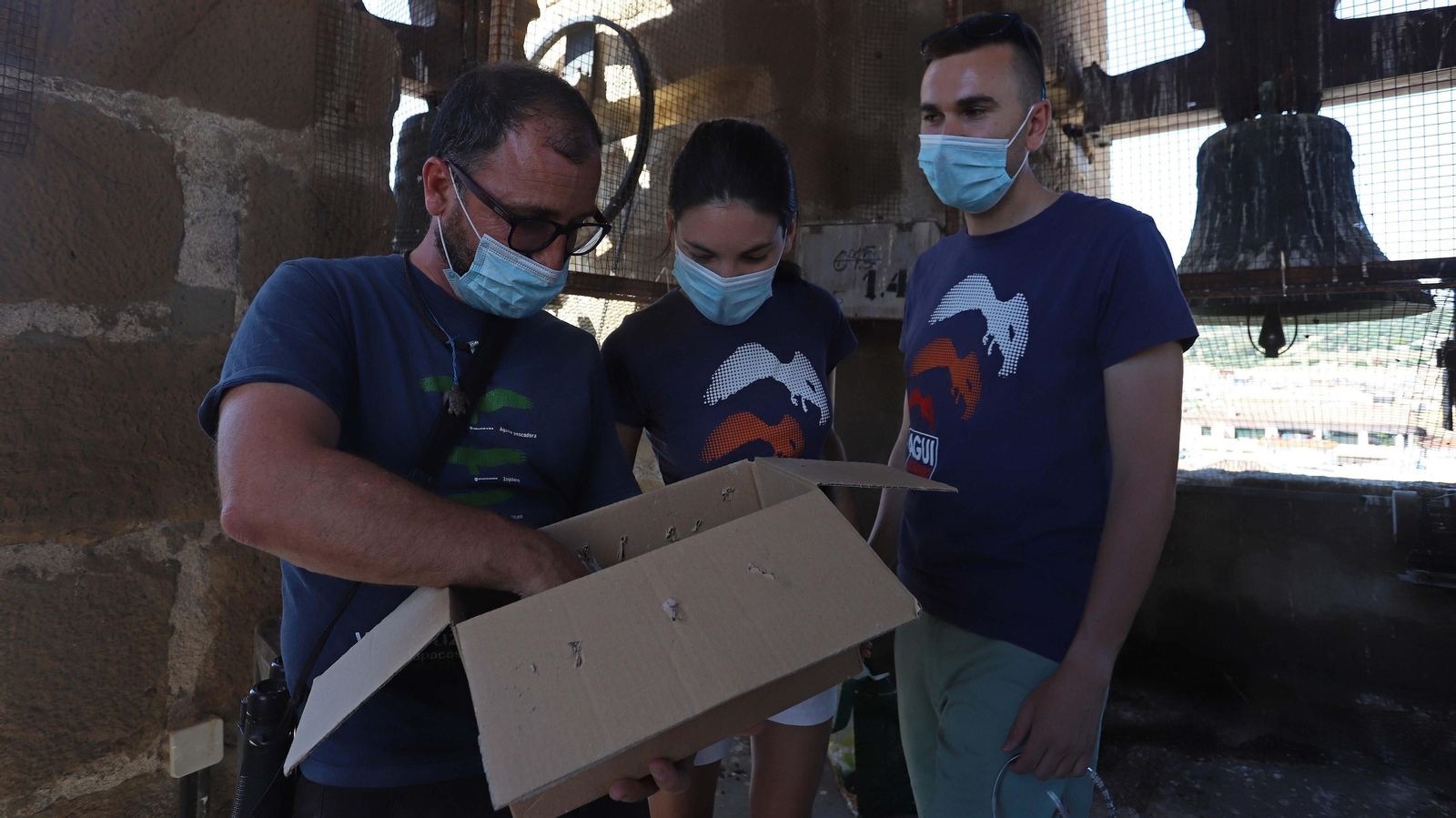 Anillamiento de cernícalos primilla del grupo Tumbabuey en Los Barrios