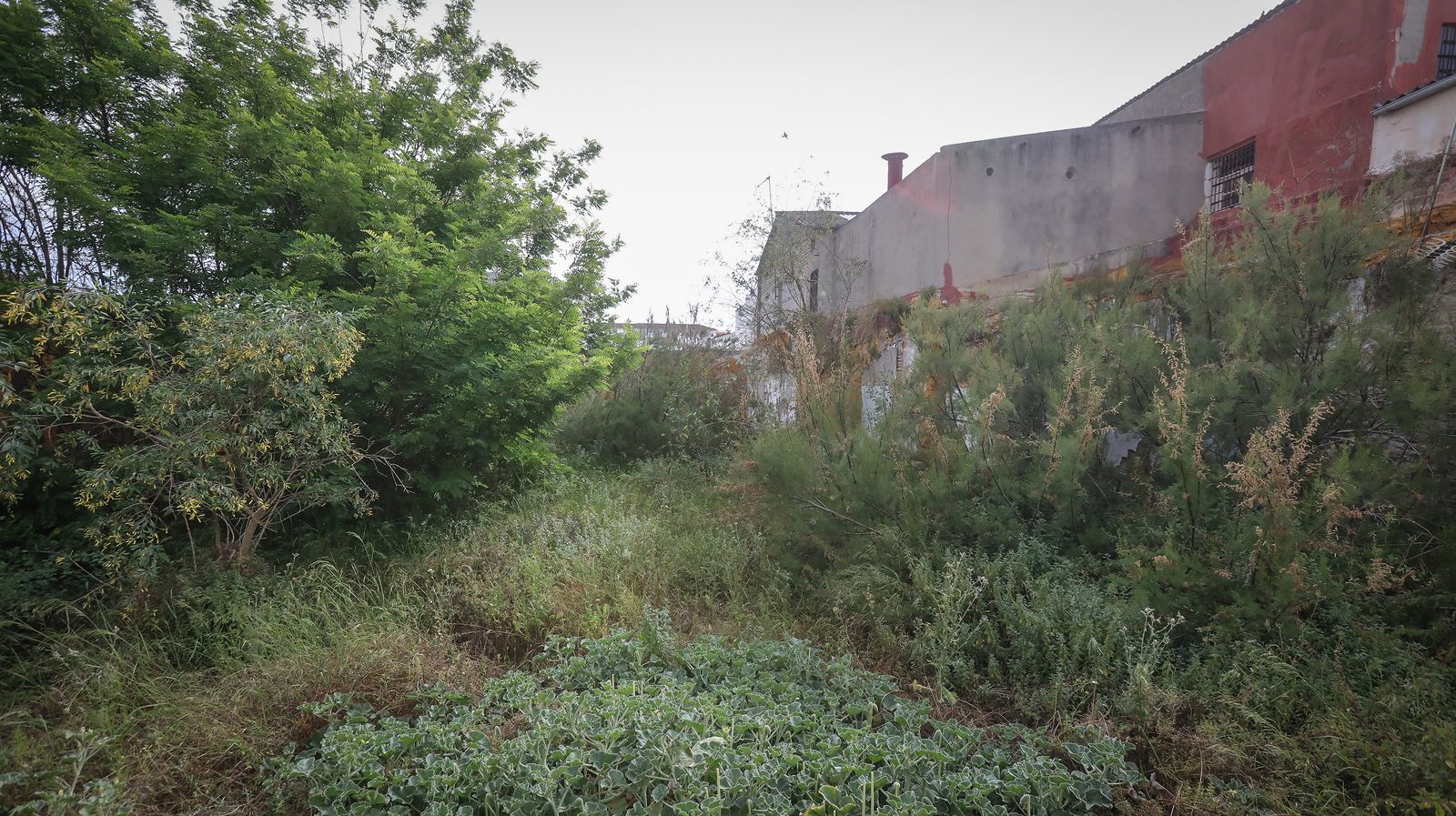 Músicos con 'Alma' solidaria