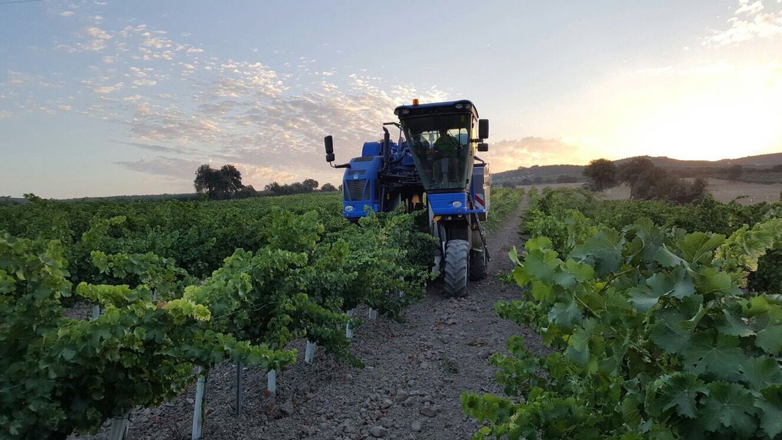 Un tractor cosecha las vides.