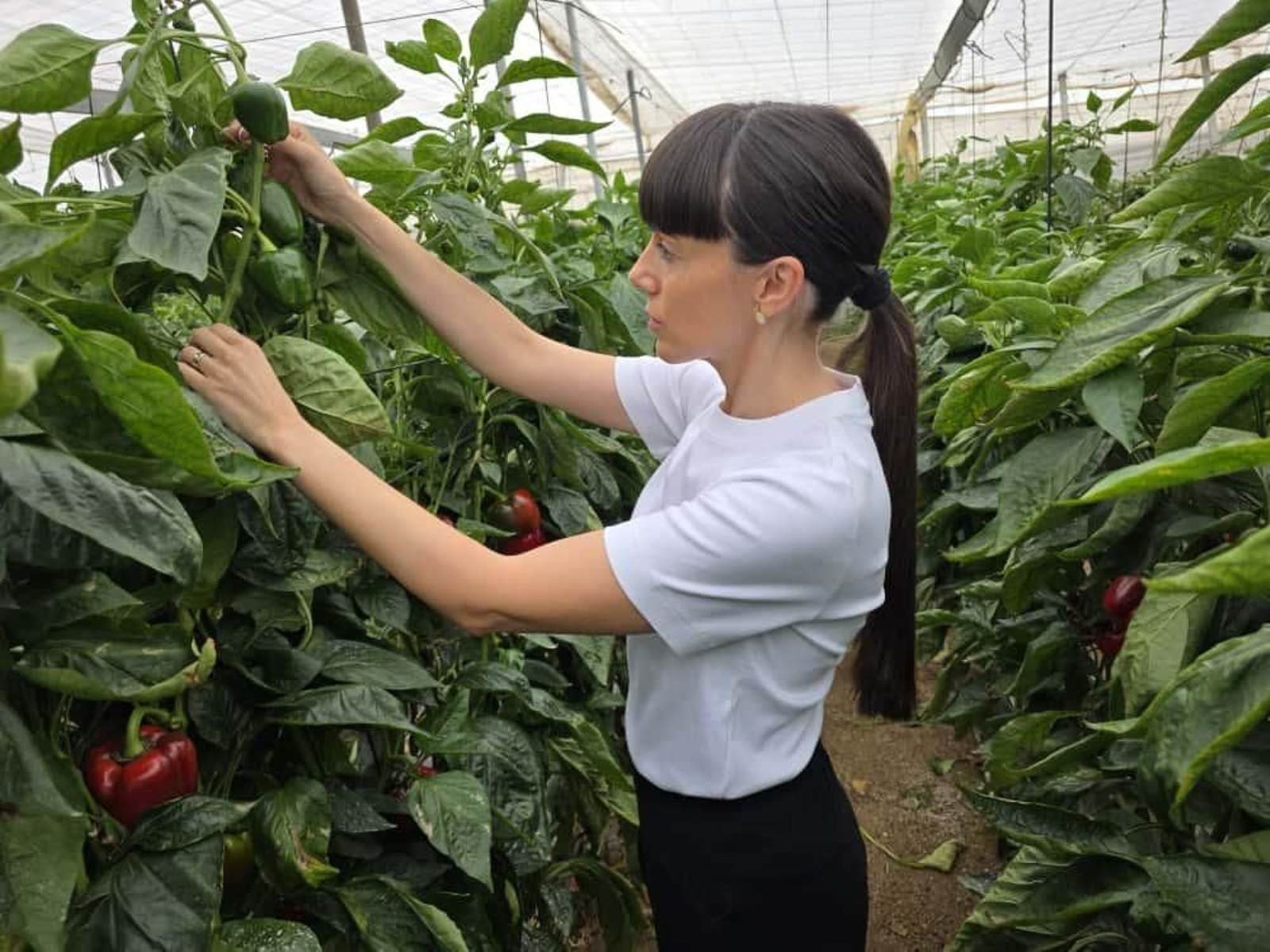 Beatriz comprueba el estado de sus pimientos california, en su finca de Santa María del Águila.