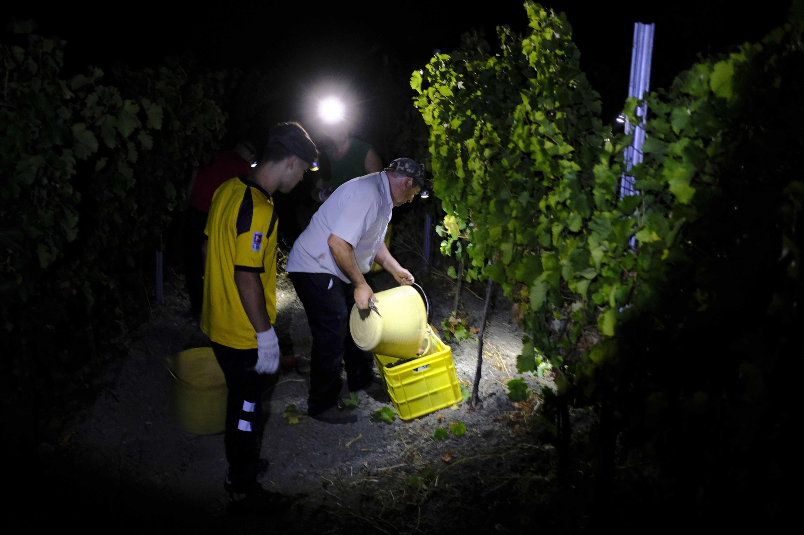 La vendimia de la Serranía de Ronda, en fotos.