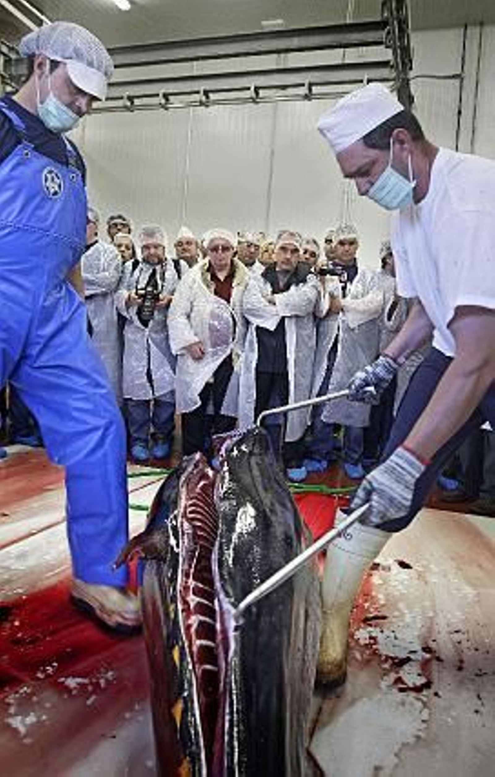 Cincuenta cocineros de elite asisten a la primera levantá en la almadraba de Barbate.

Foto: Julio Gonzalez