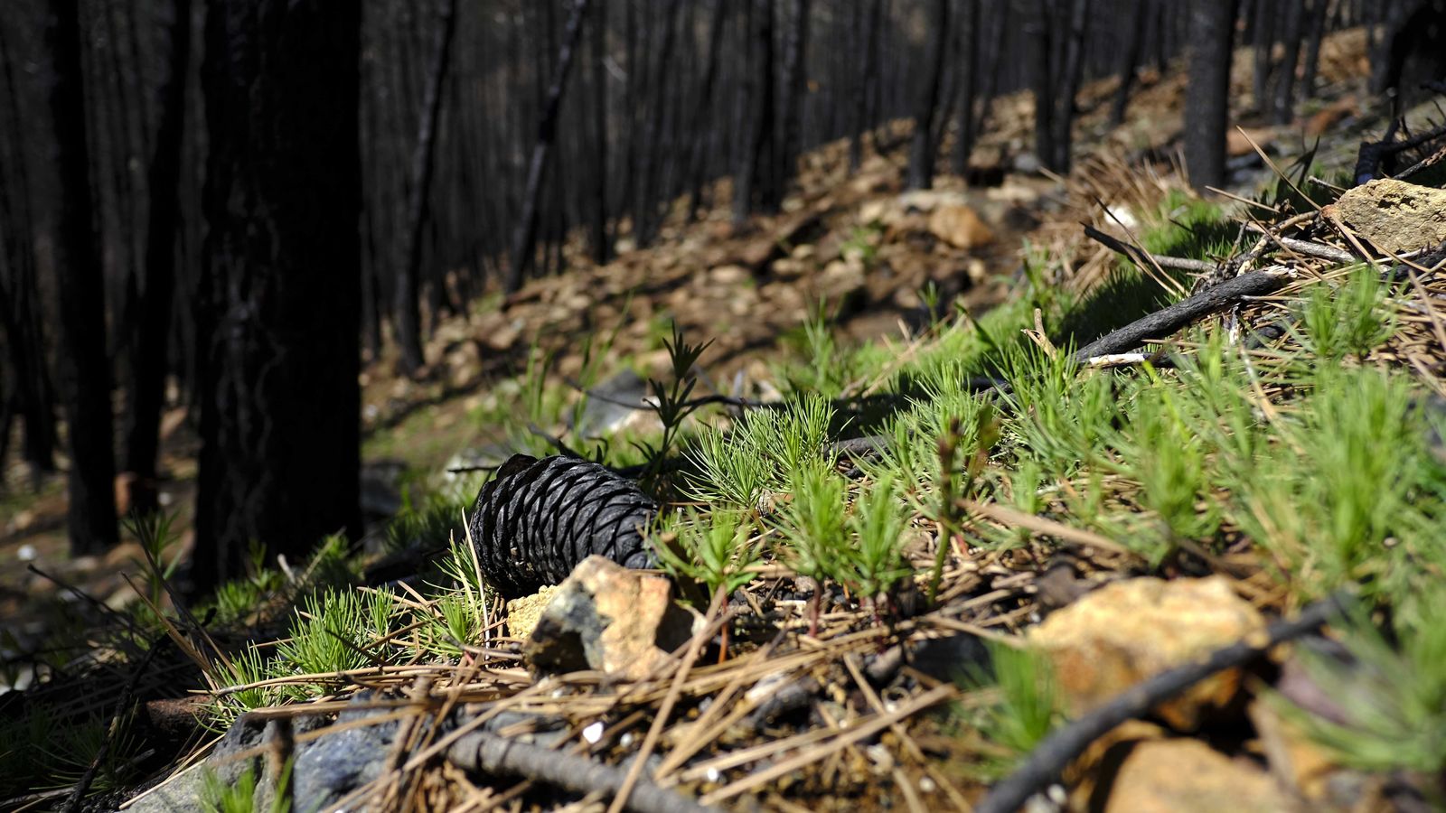 Pequeños pinos brotan en las zonas quemadas