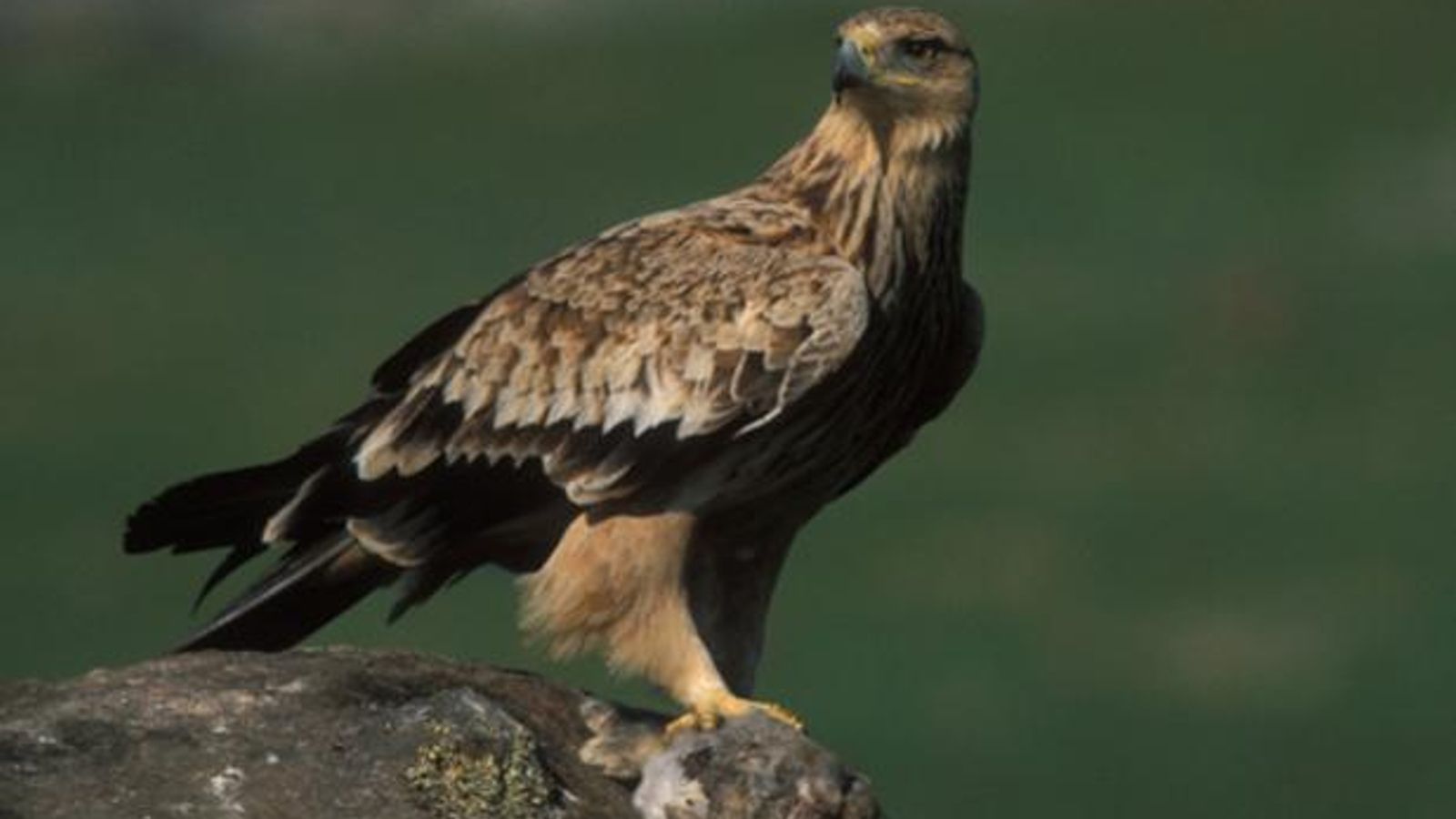 El águila imperial ibérica (Aquila adalberti) es una de las joyas de la avifauna ibérica.