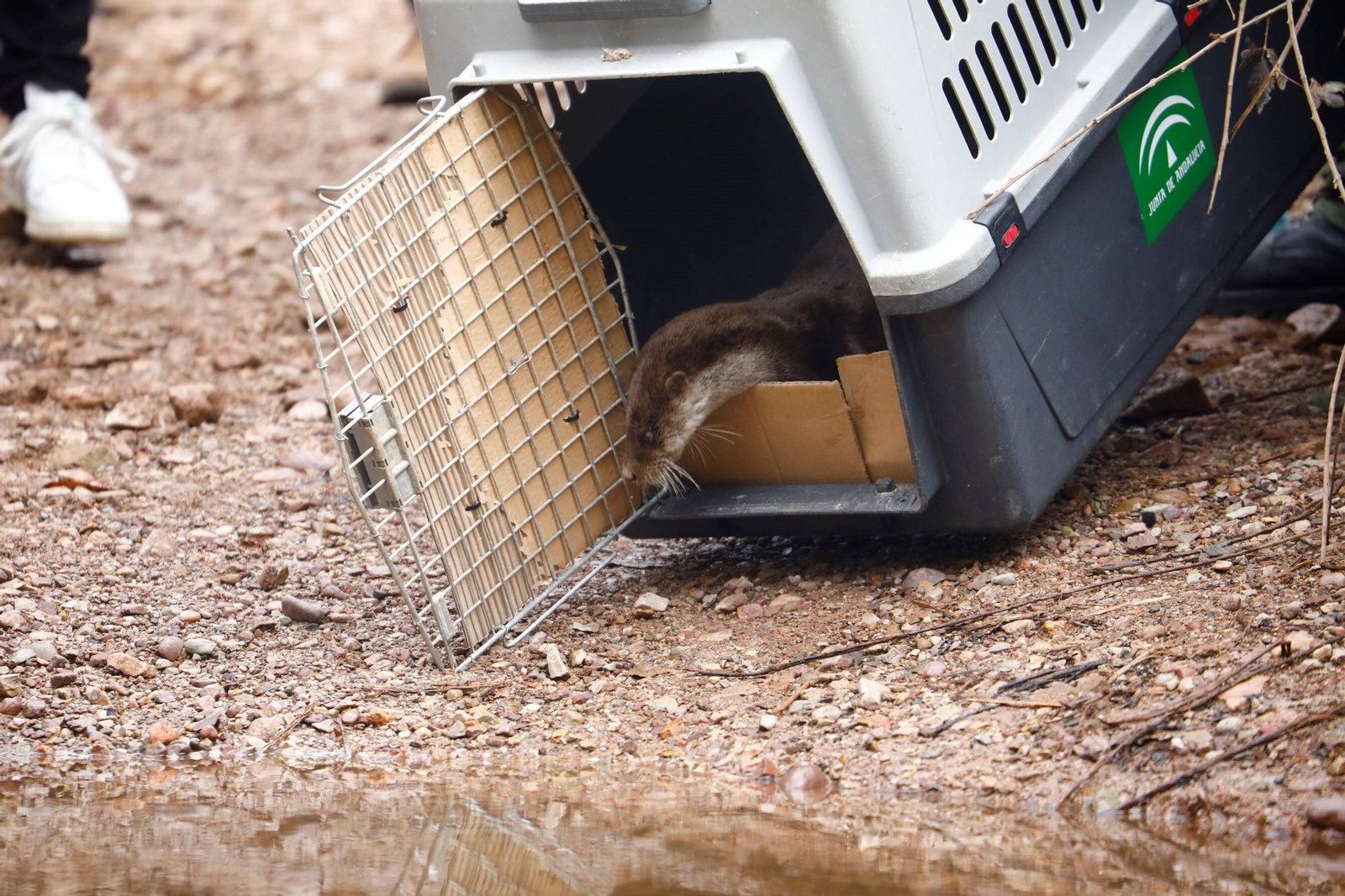 La suelta de la nutria recuperada en Córdoba, en imágenes La suelta de la nutria recuperada en Córdoba, en imágenes