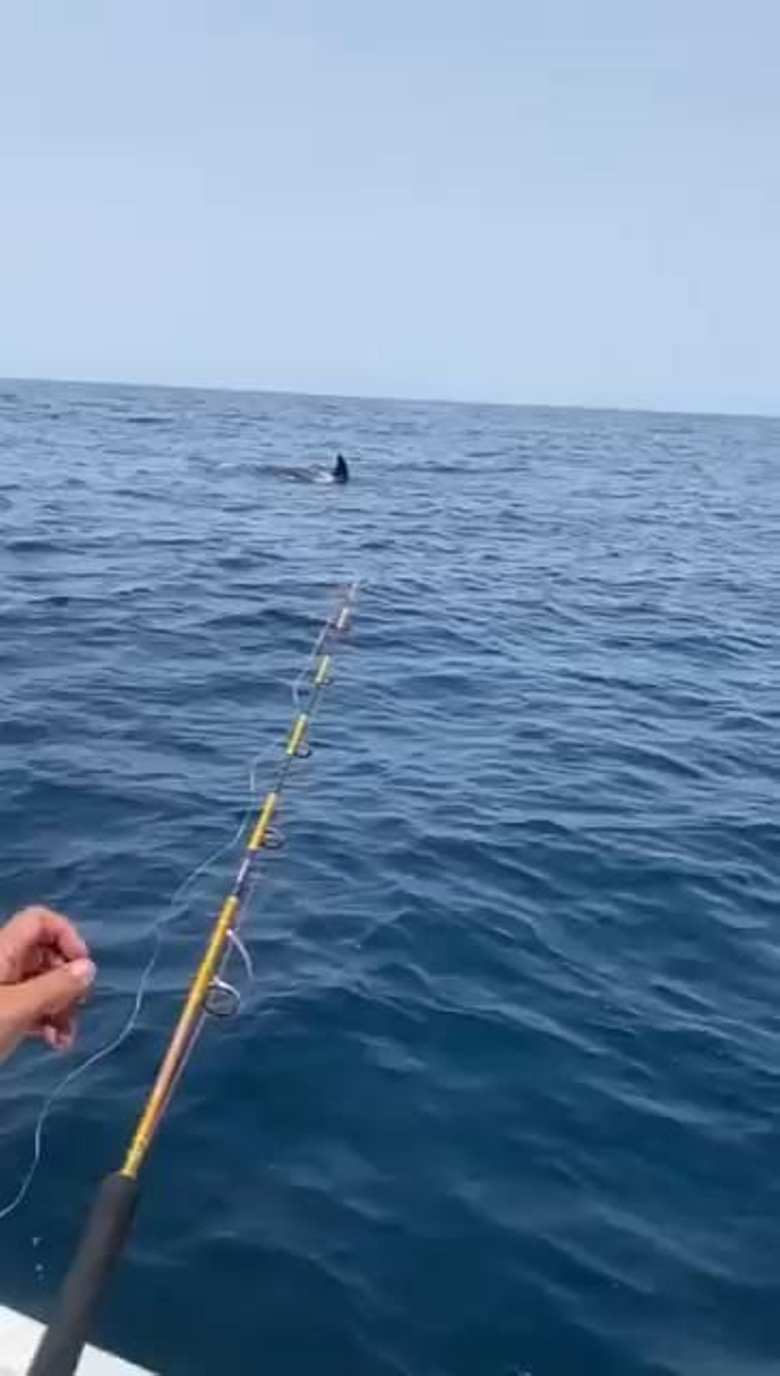 Un grupo de orcas atemoriza a varios pescadores deportivos frente a Mazagón