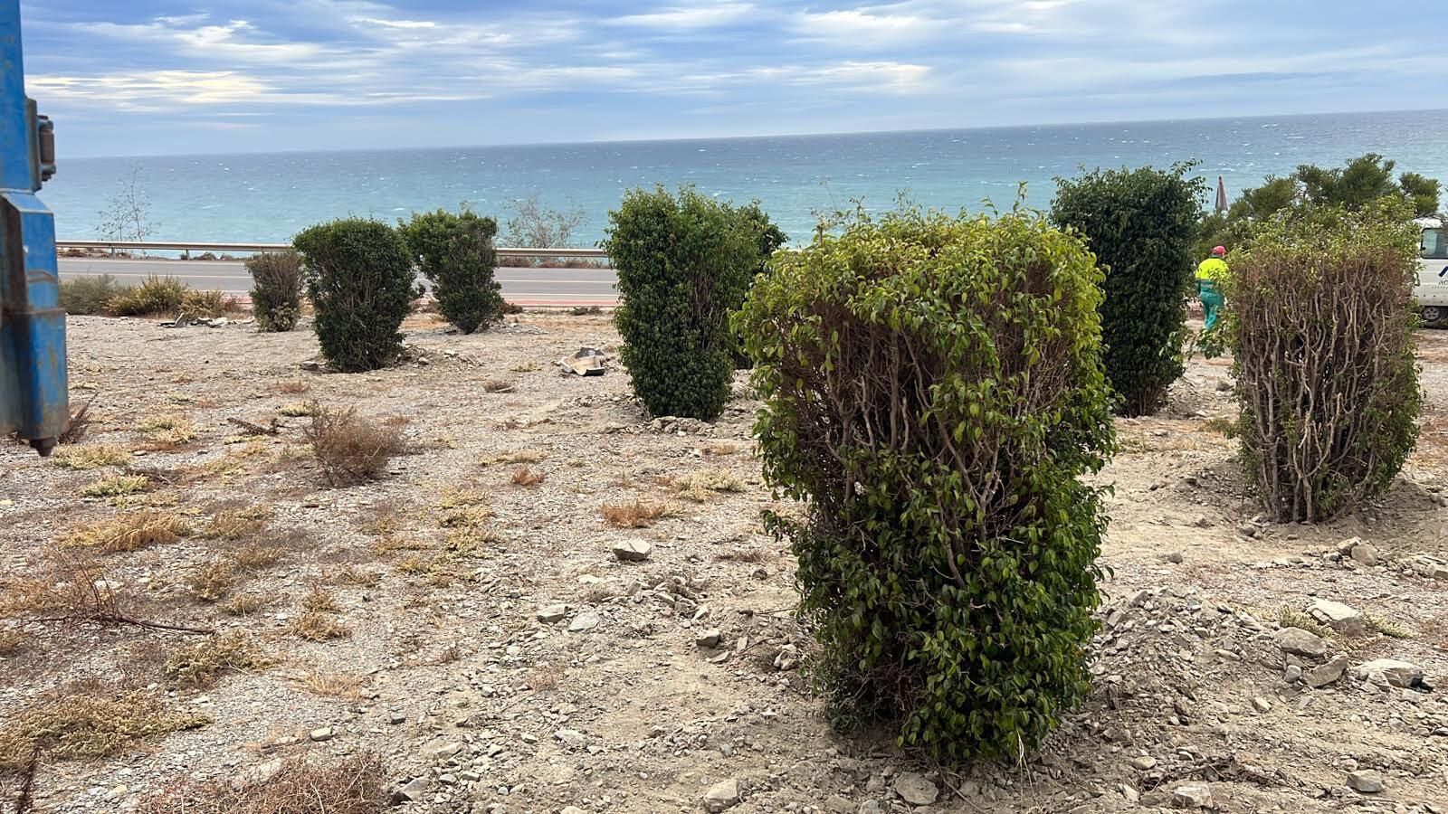 Los ficus que ocupaban la mediana del Bulevar han sido trasladados a Guainos